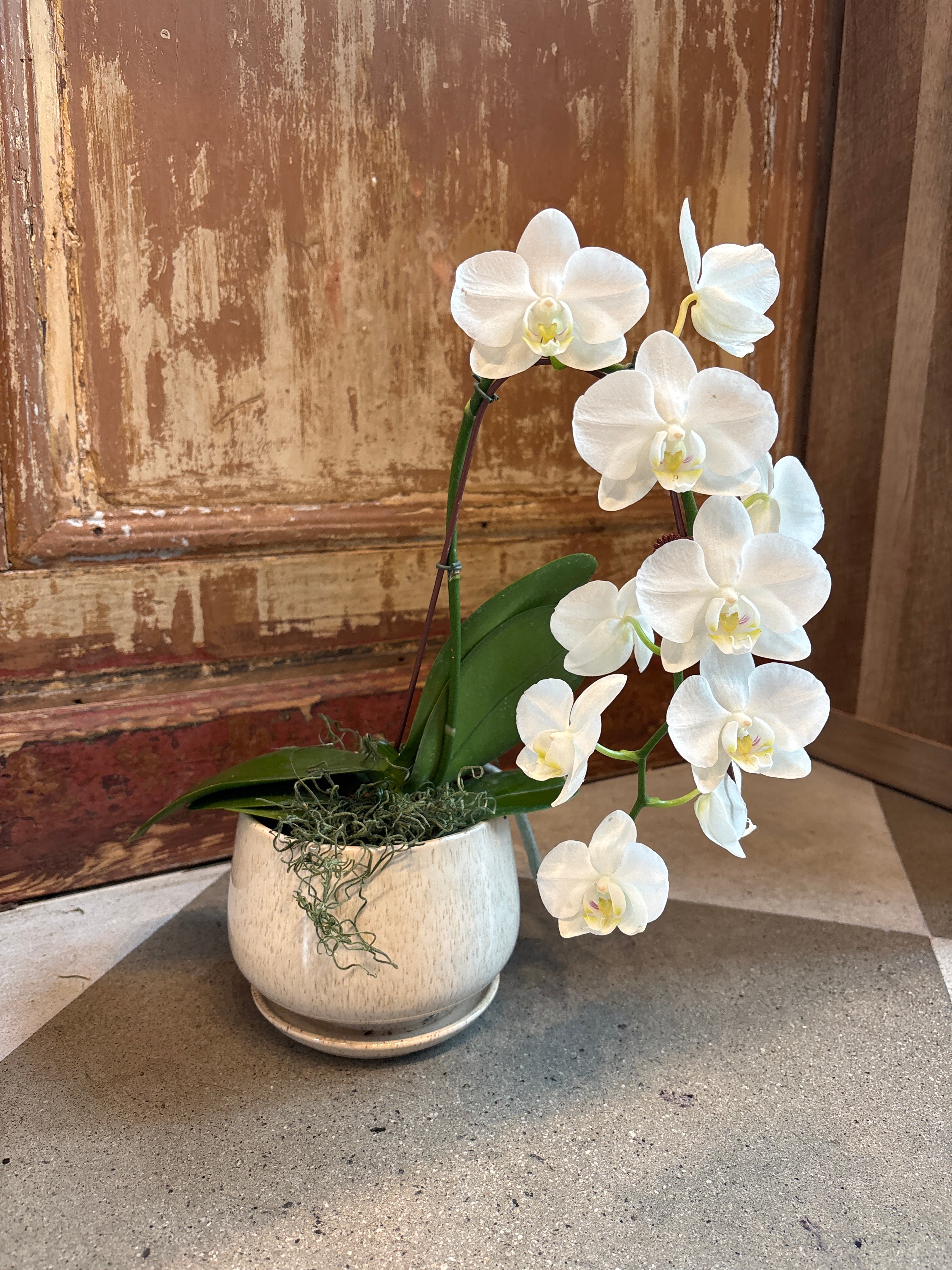 White Orchid in Pot with Attached Drainage Saucer