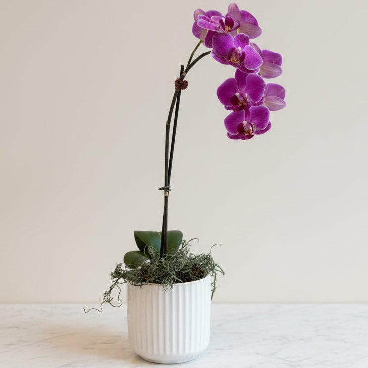 Orchid in pot