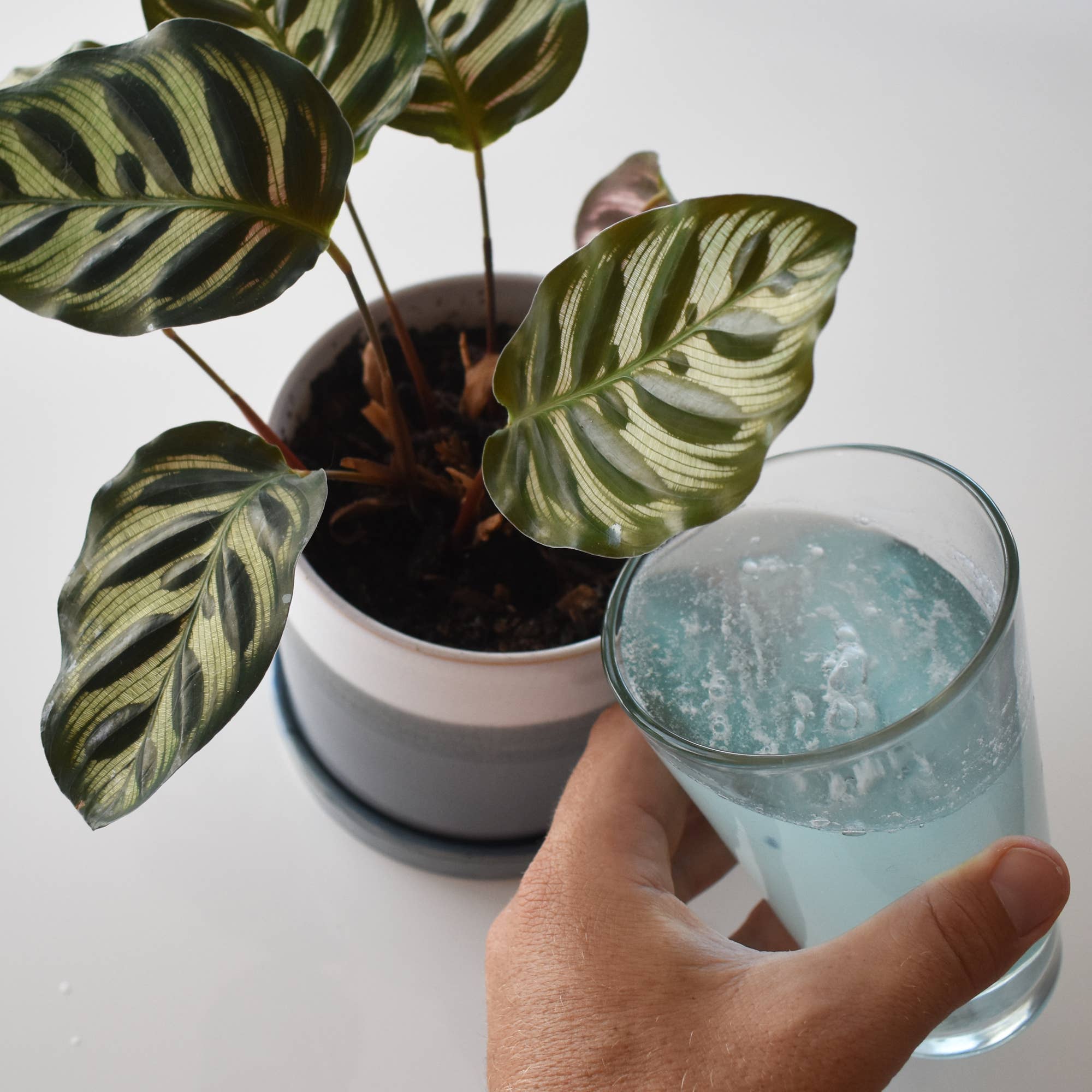 Instant Plant Food for Houseplants