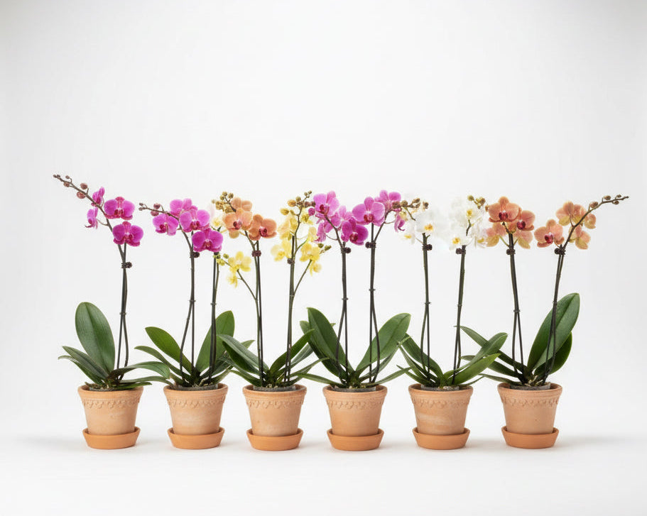 Orchid in pot