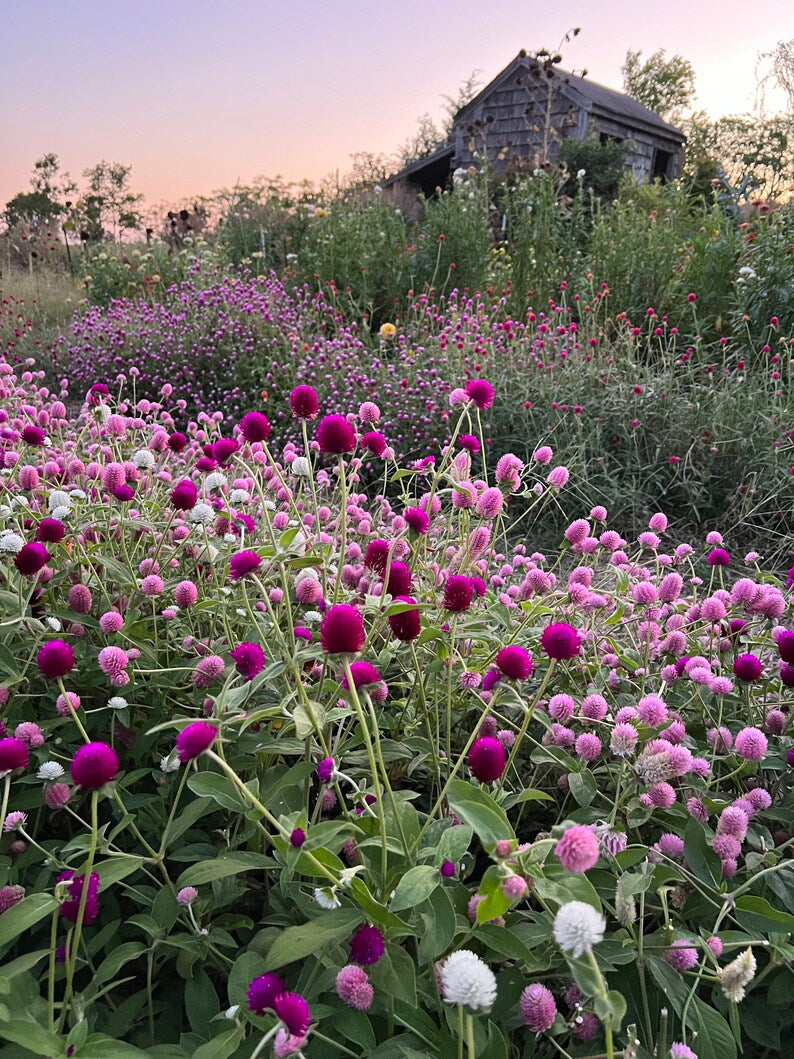Farm Fresh - LFF - Gomphrena