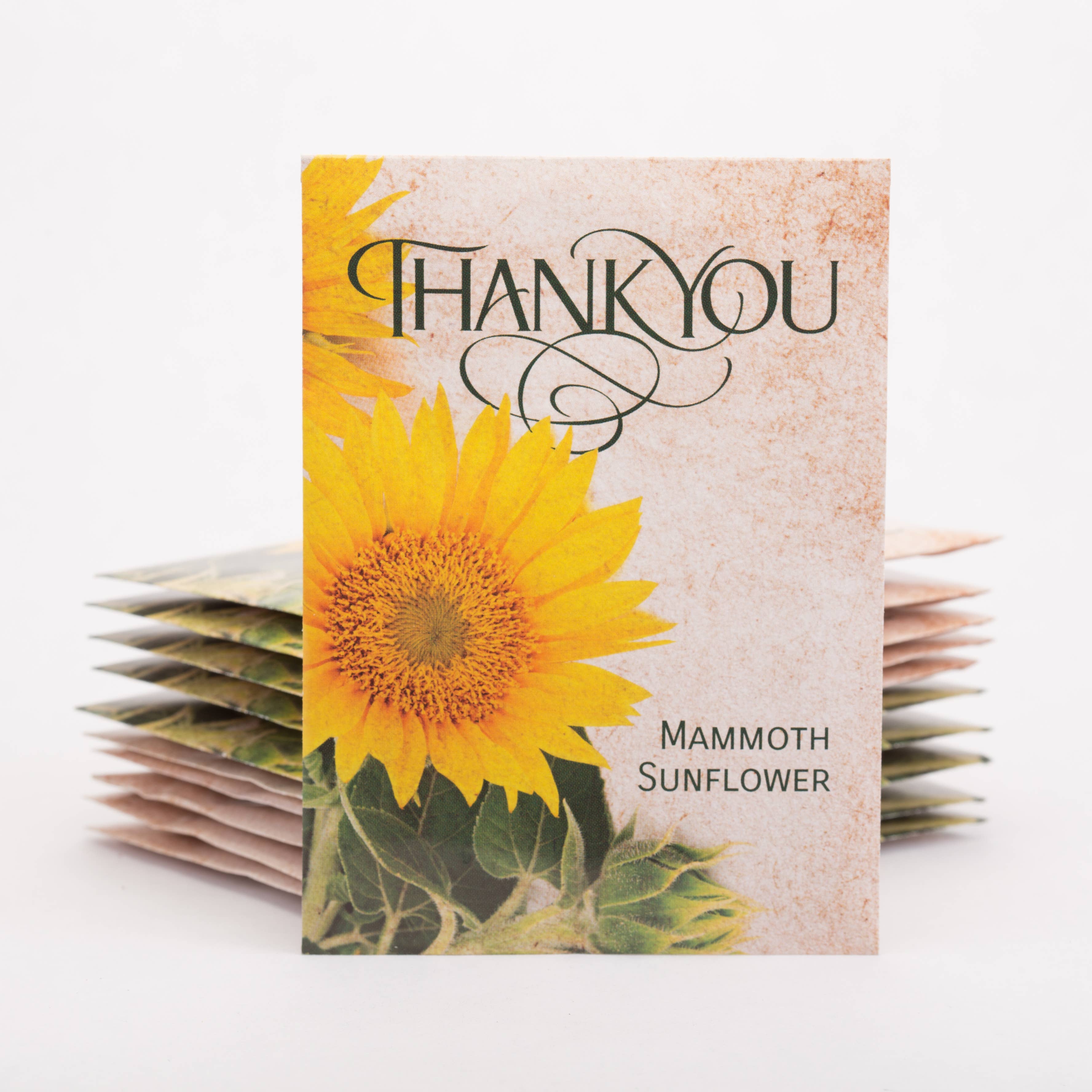 Thank You - Mammoth Sunflower