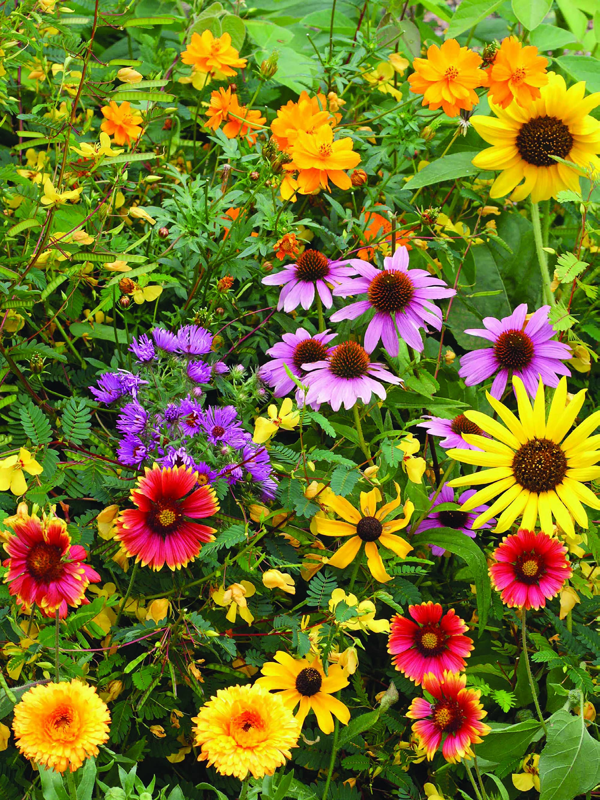 Make My Heart Flutter - Bird and Butterfly Wildflower Mix