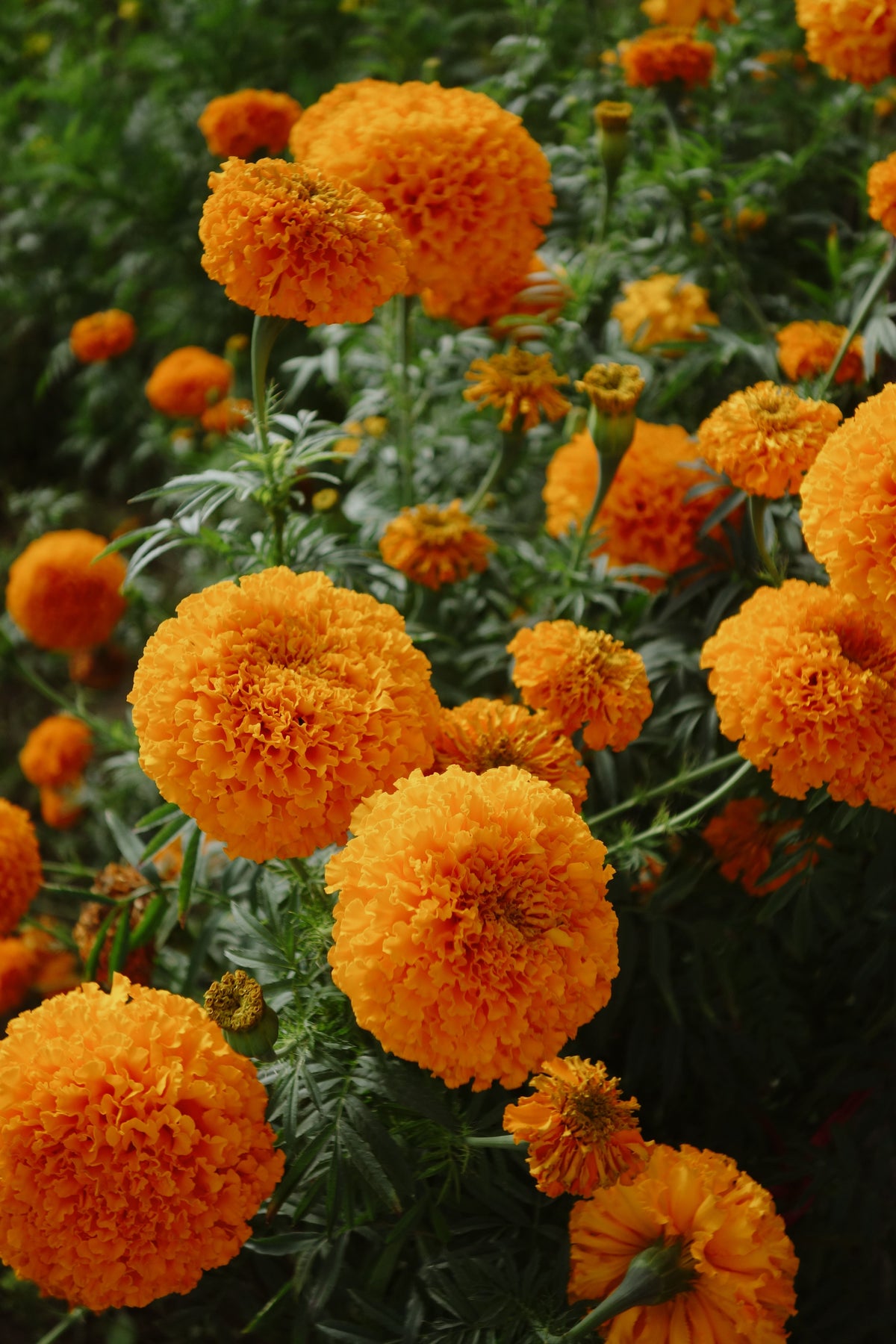 Farm Fresh Marigolds