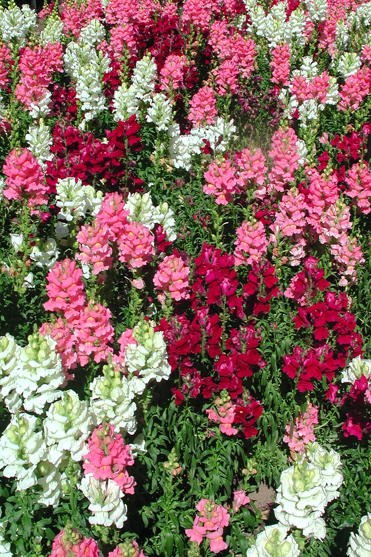 Farm Fresh Snapdragon