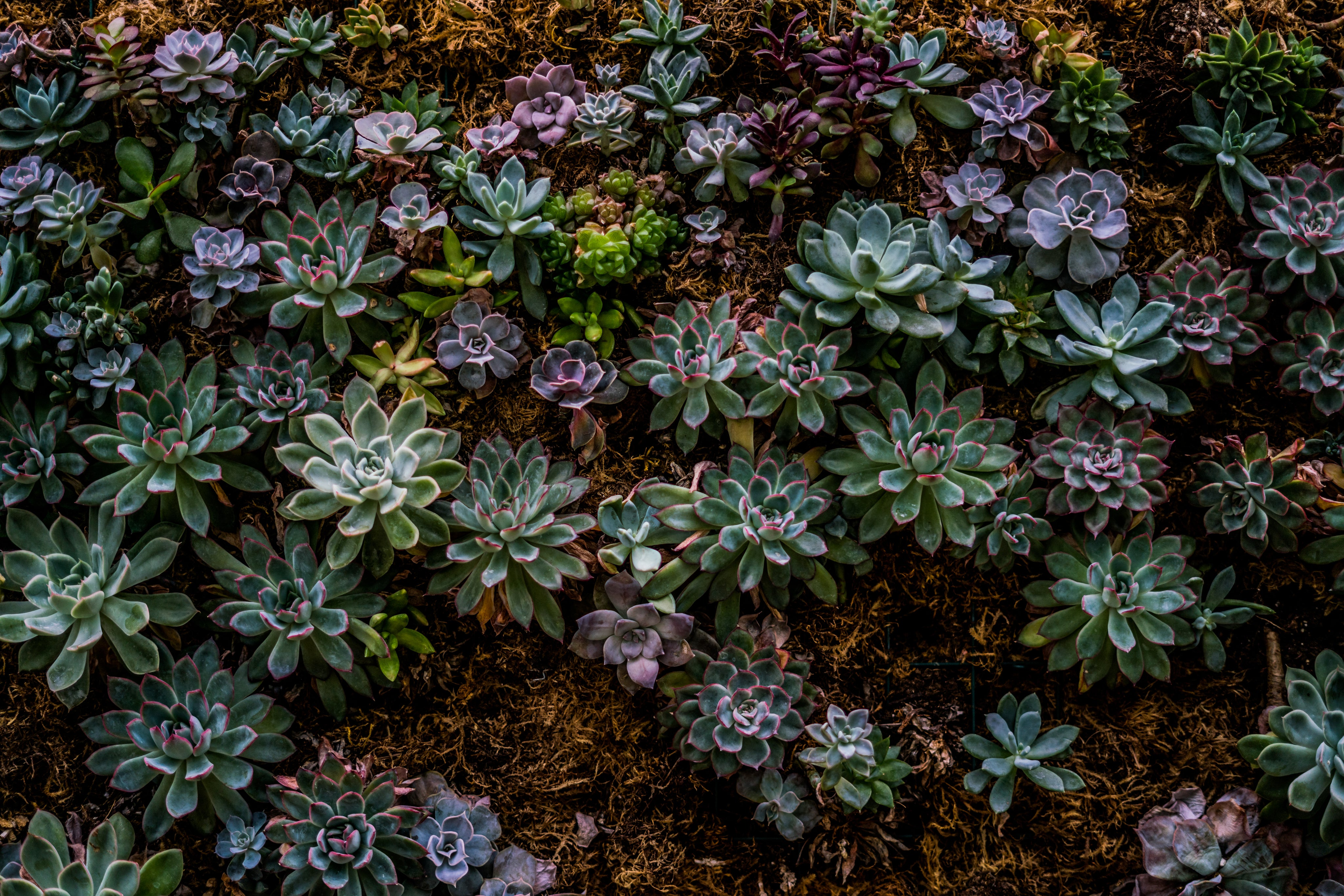 garden supply