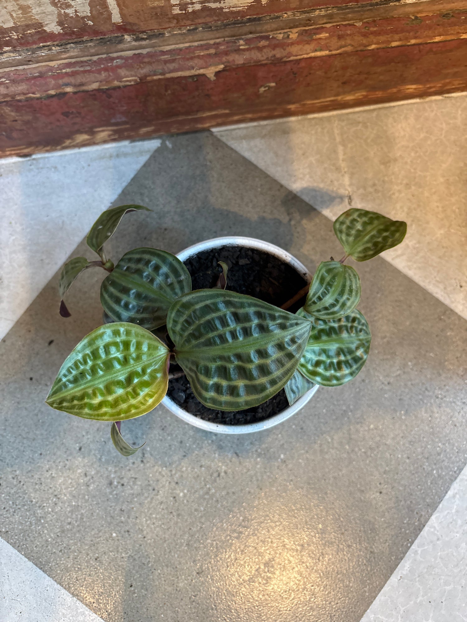 Seersucker Plant in Speckled Pot with Drainage