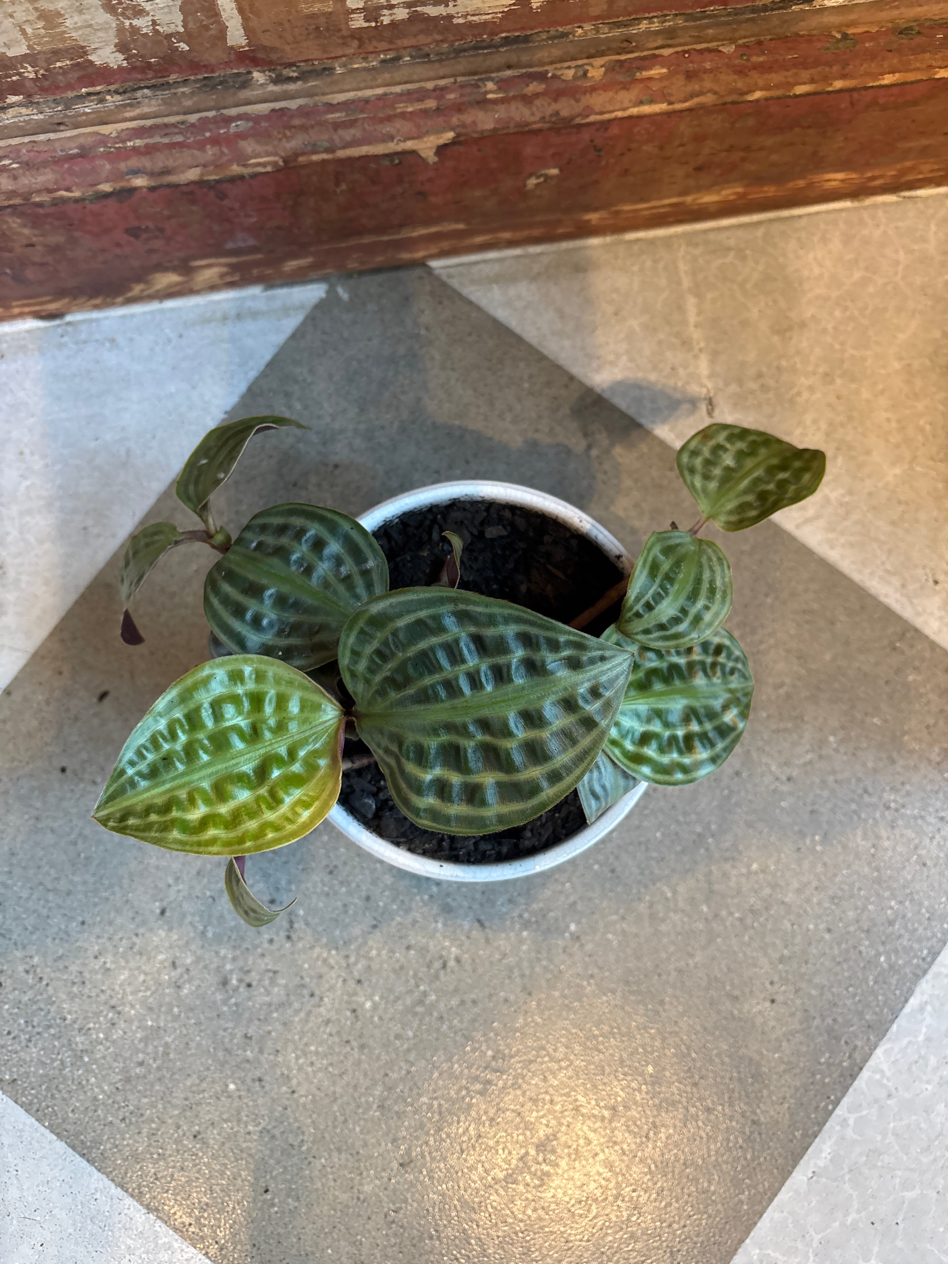 Seersucker Plant in Speckled Pot with Drainage