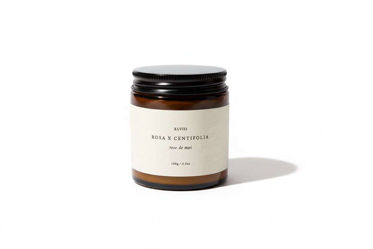 Rosa x centifolia Barrett Riley candle