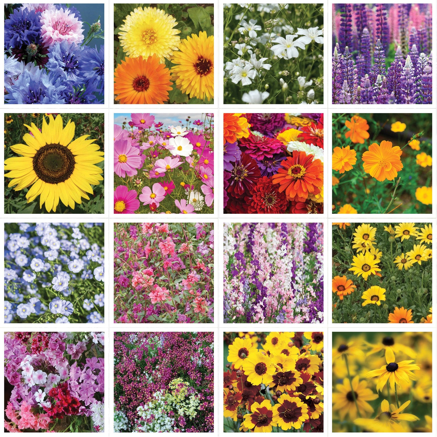 Make Everyday Earth Day - Pollinator Flower Mix Seed Packets