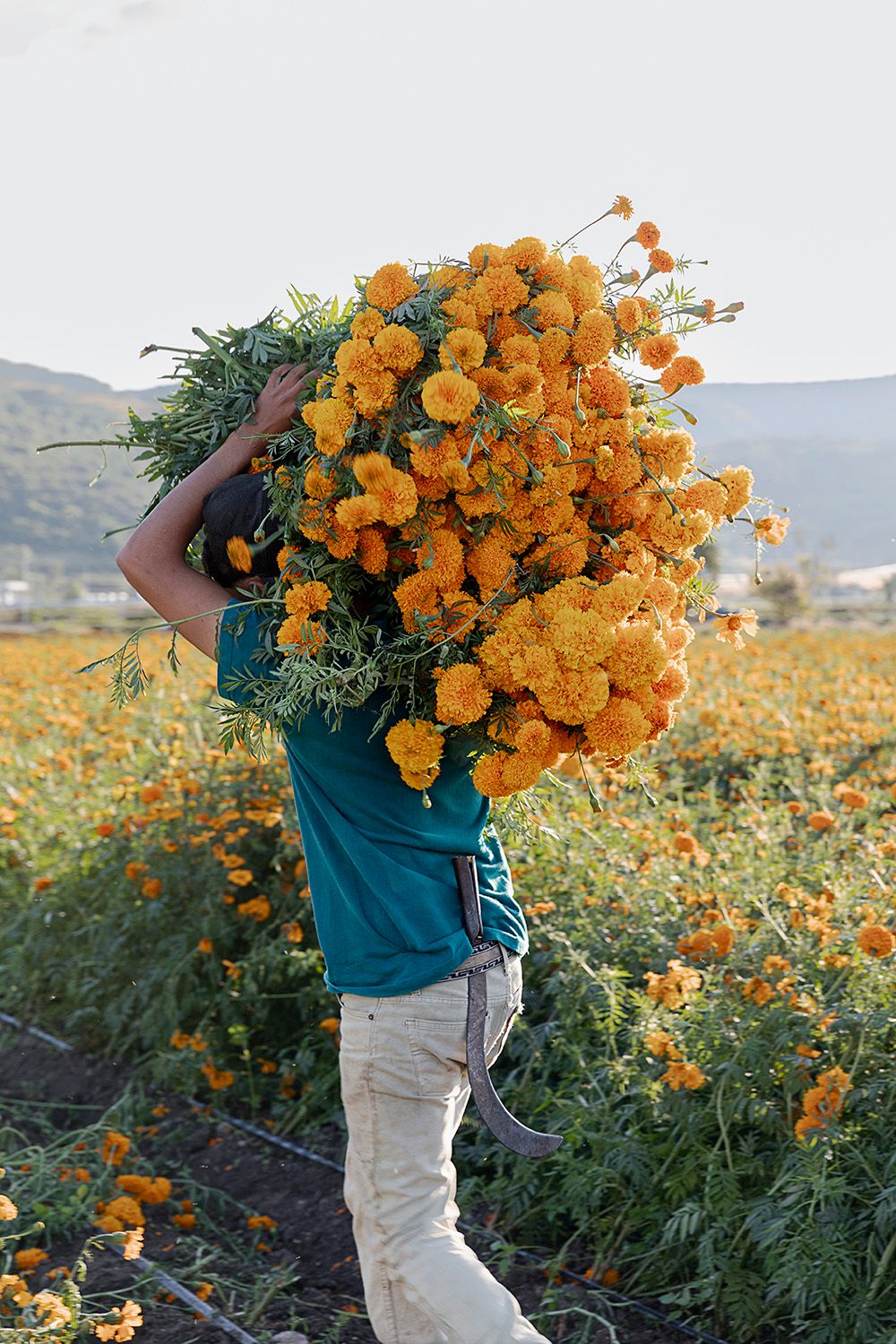Farm Fresh Marigolds