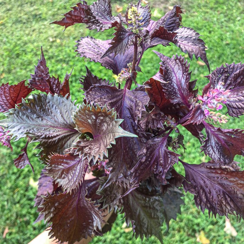 Farm Freah Shiso