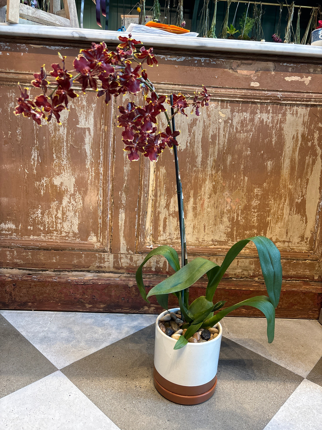 Wildcat Golden Red Star Orchid in Pot w Saucer