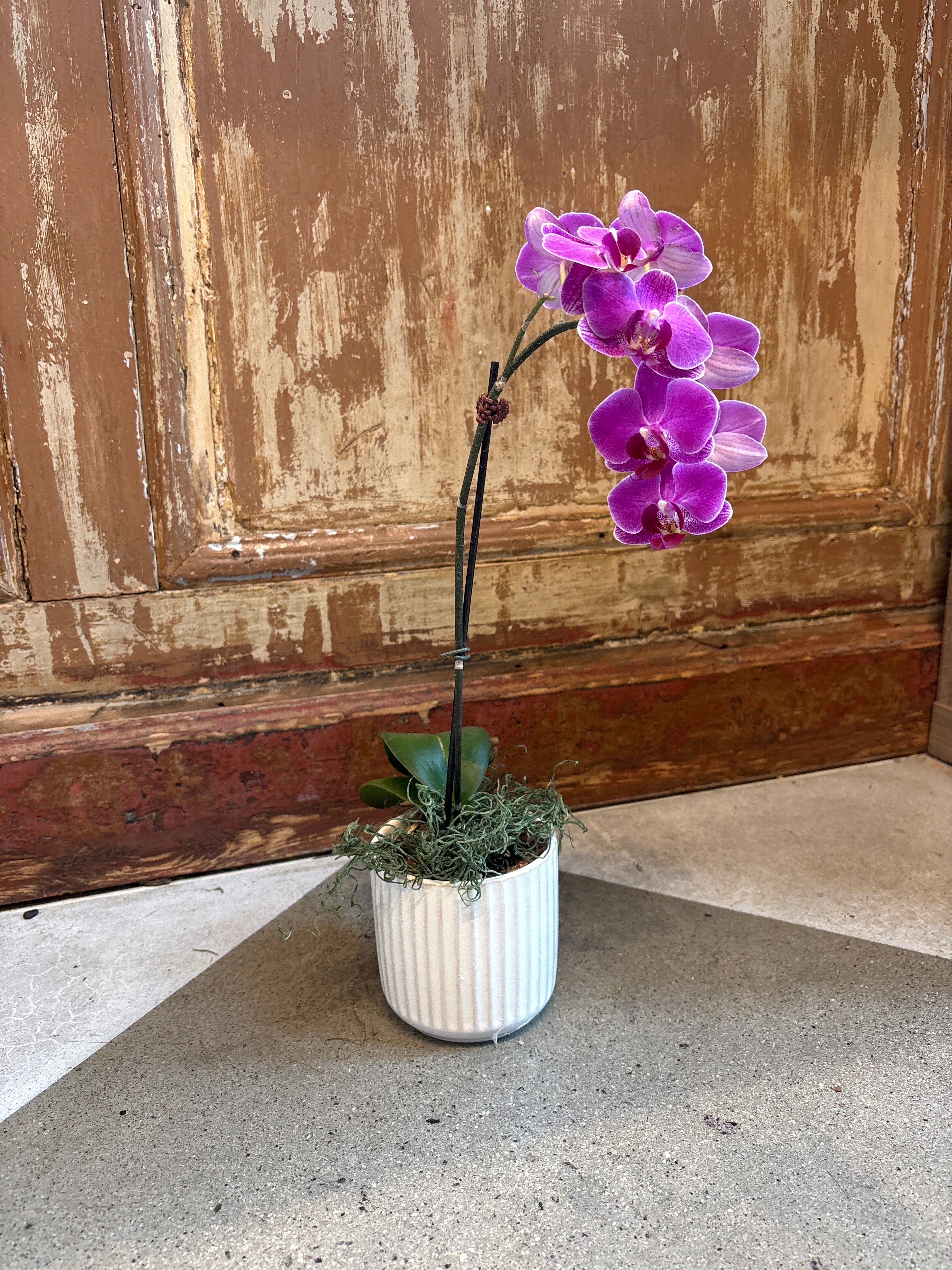 Orchid in pot