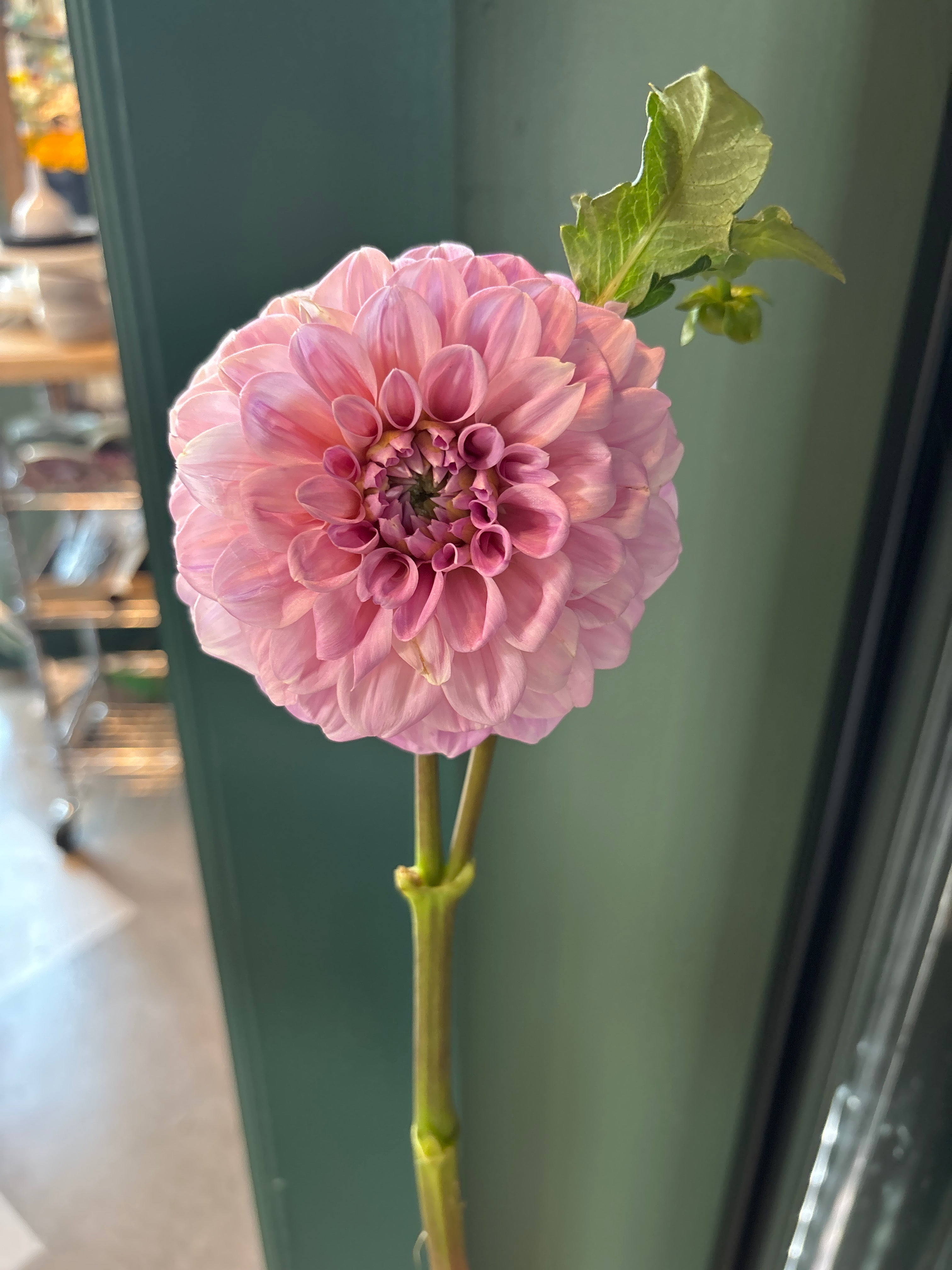 Farm Fresh Dahlias - SO - Large