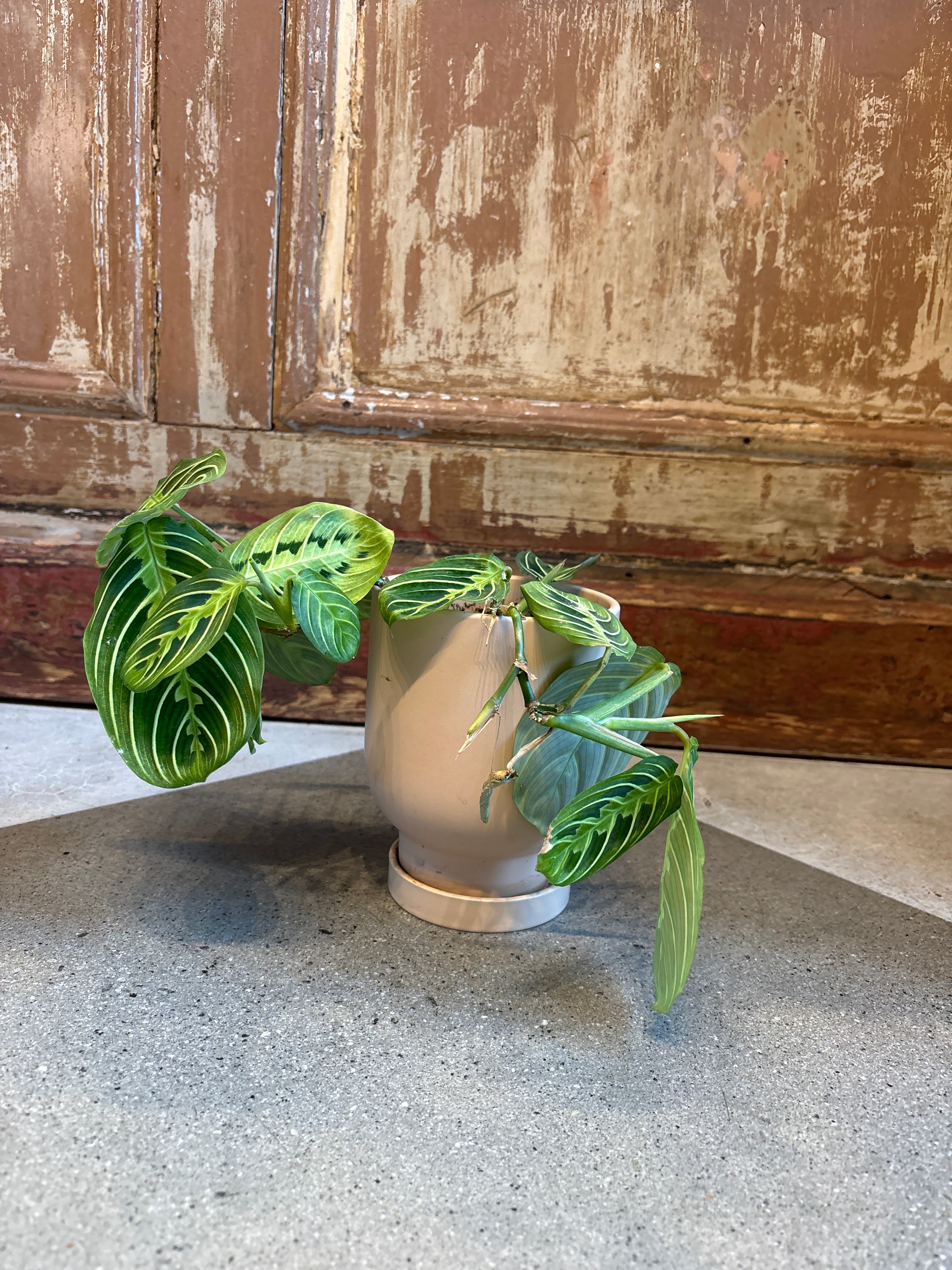Lemon Lime Plant in Pink Pot w/Saucer