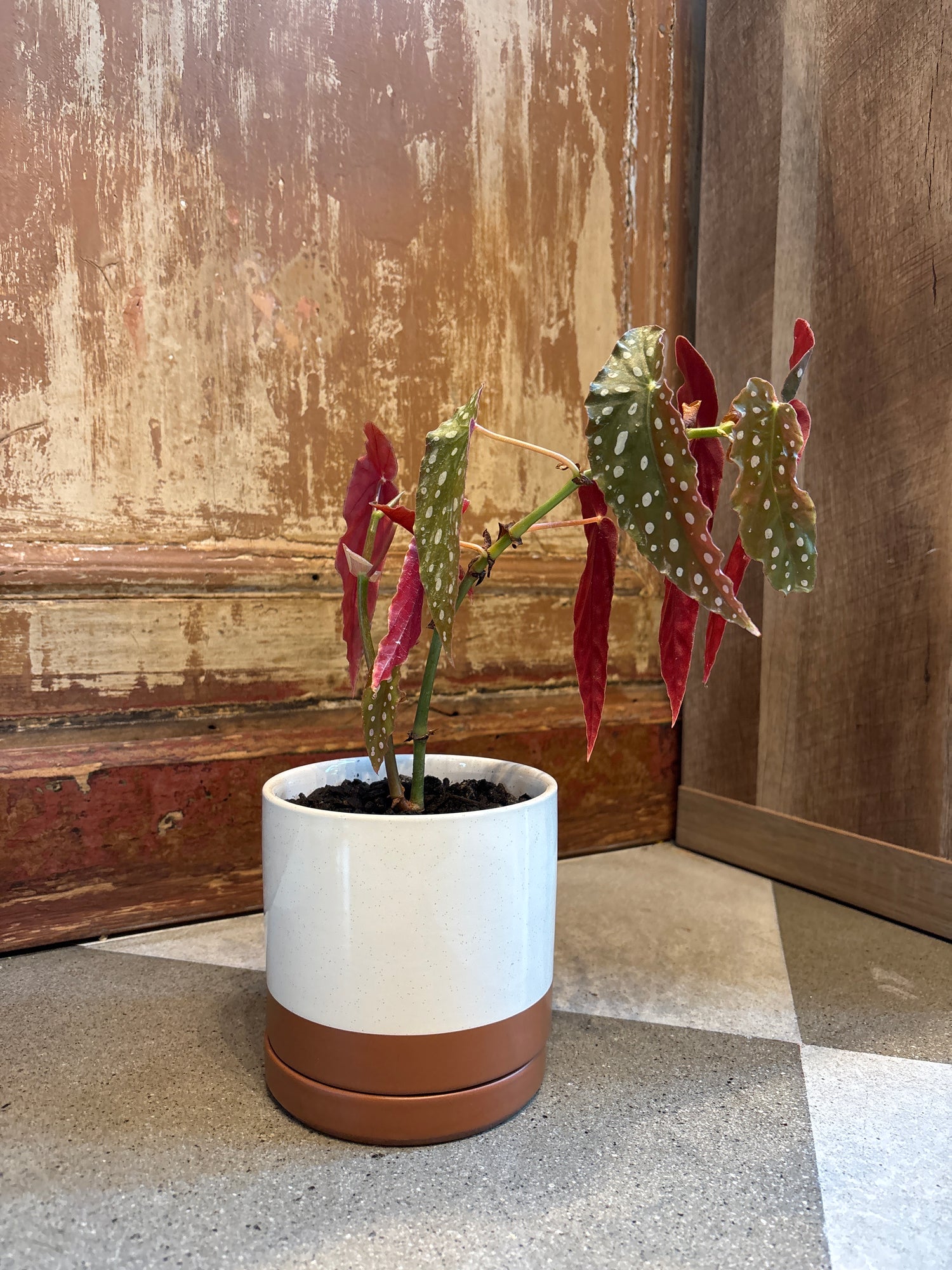 Calathea Dottie Plant in Speckled Pot with Saucer