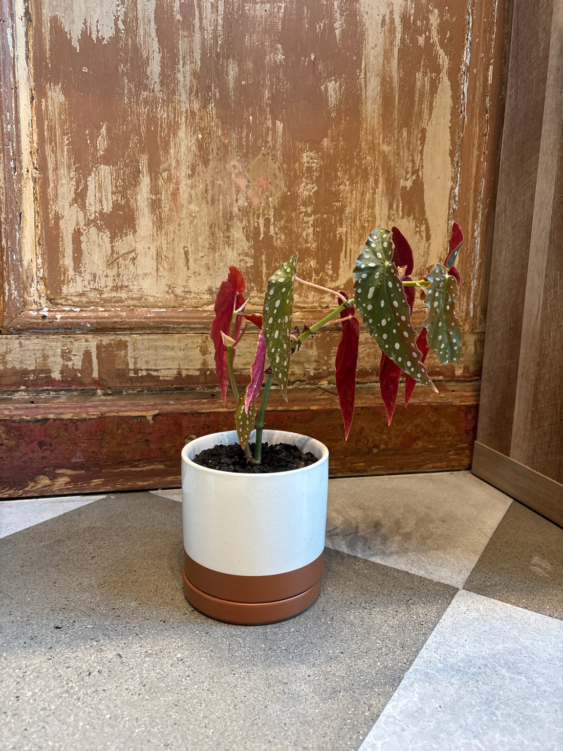 Calathea Dottie Plant in Speckled Pot with Saucer