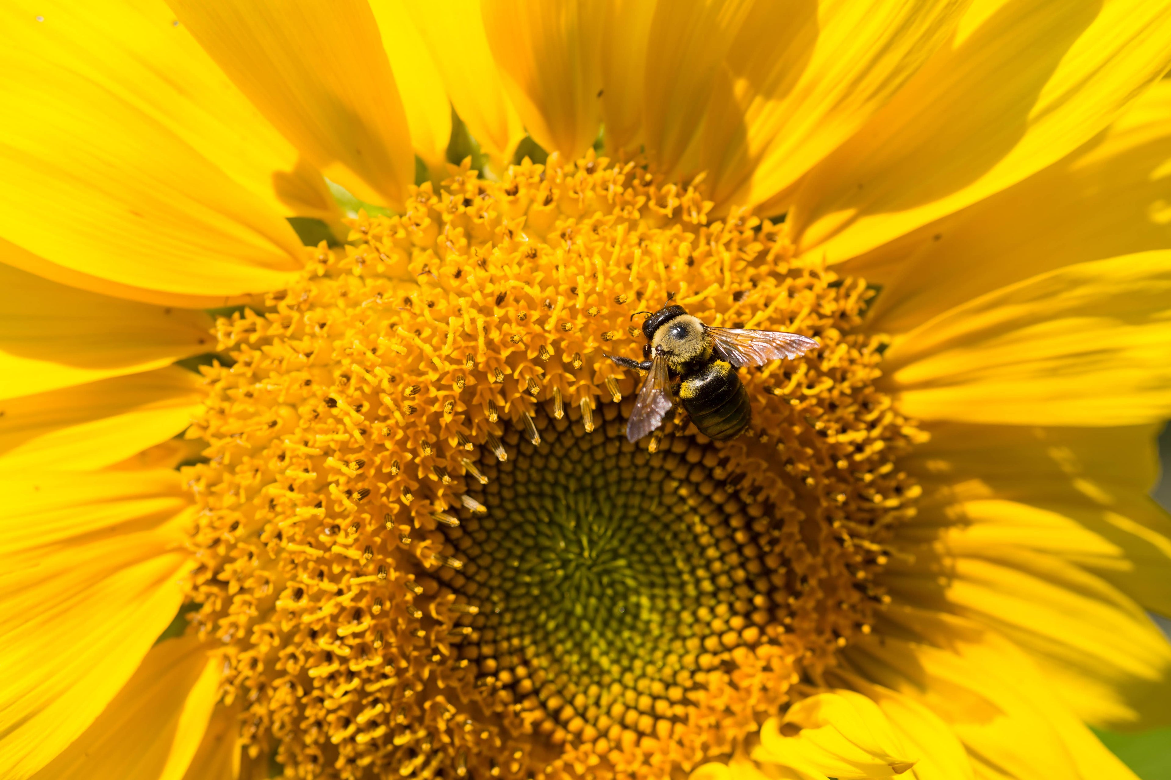 Thank You - Mammoth Sunflower