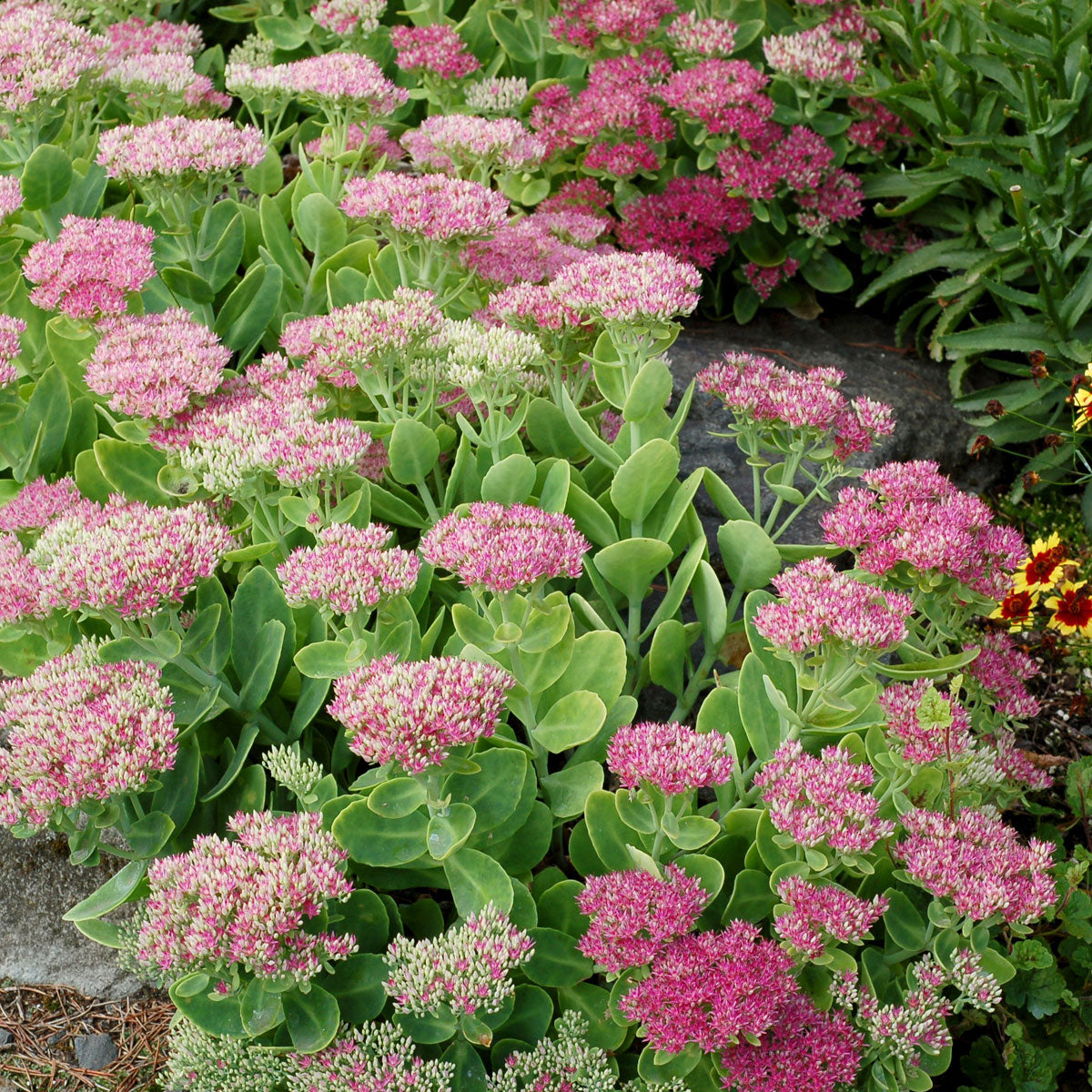 Farm Fresh Sedum