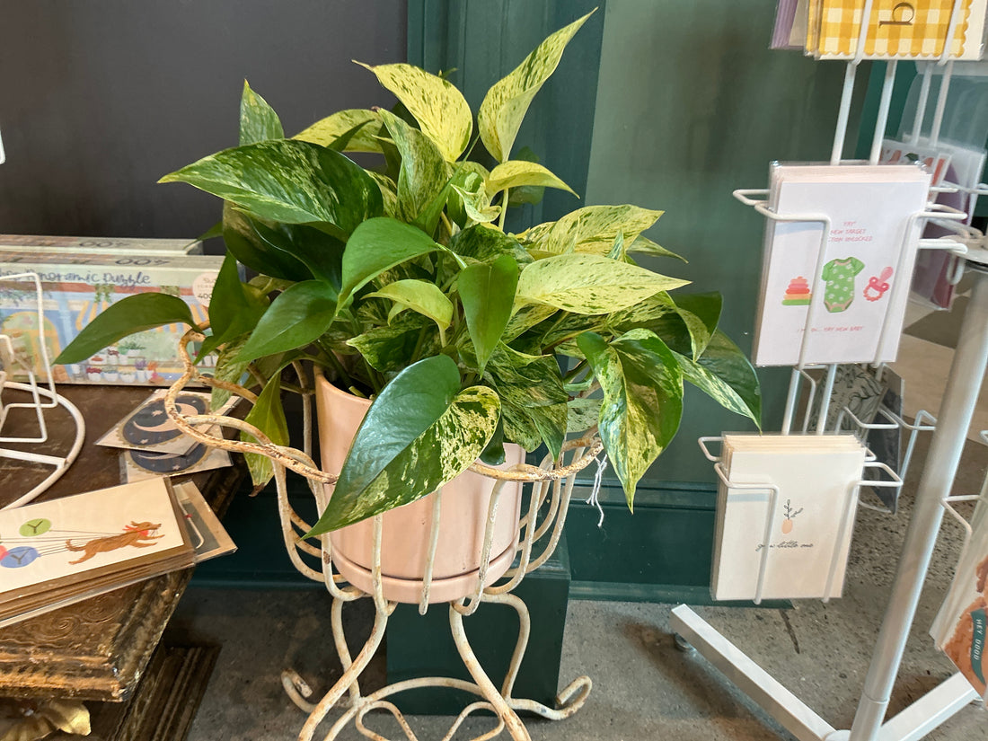 Pathos Marble Queen Fresh Plant