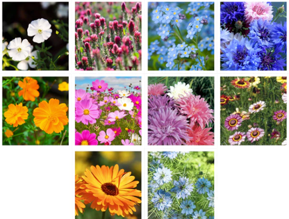 All You Need is Love Fun Wildflower