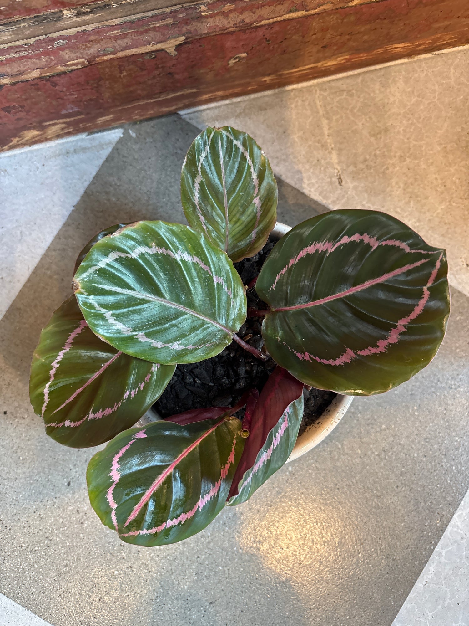 Peacock Plant in Pot with Saucer