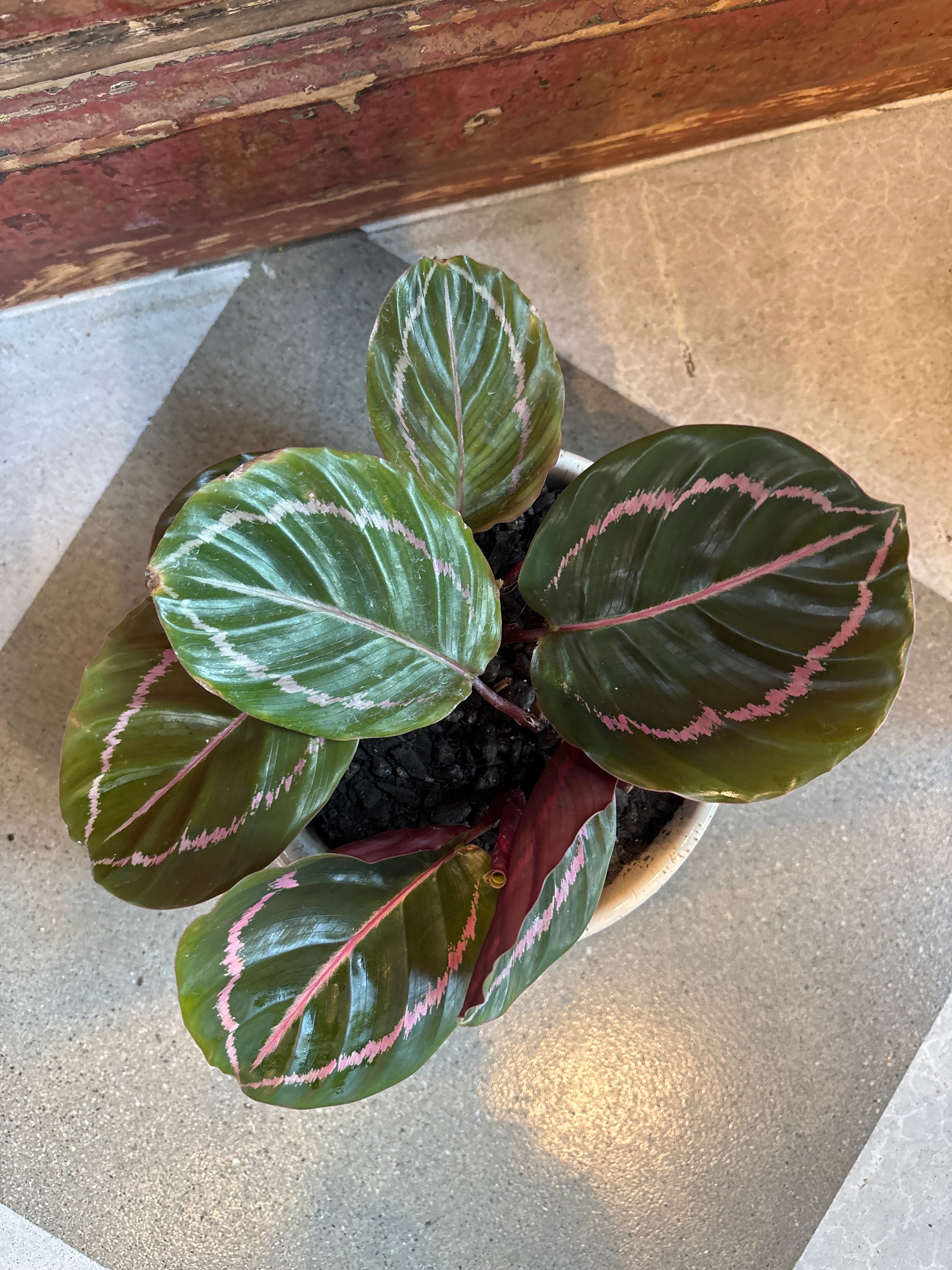 Peacock Plant in Pot with Saucer