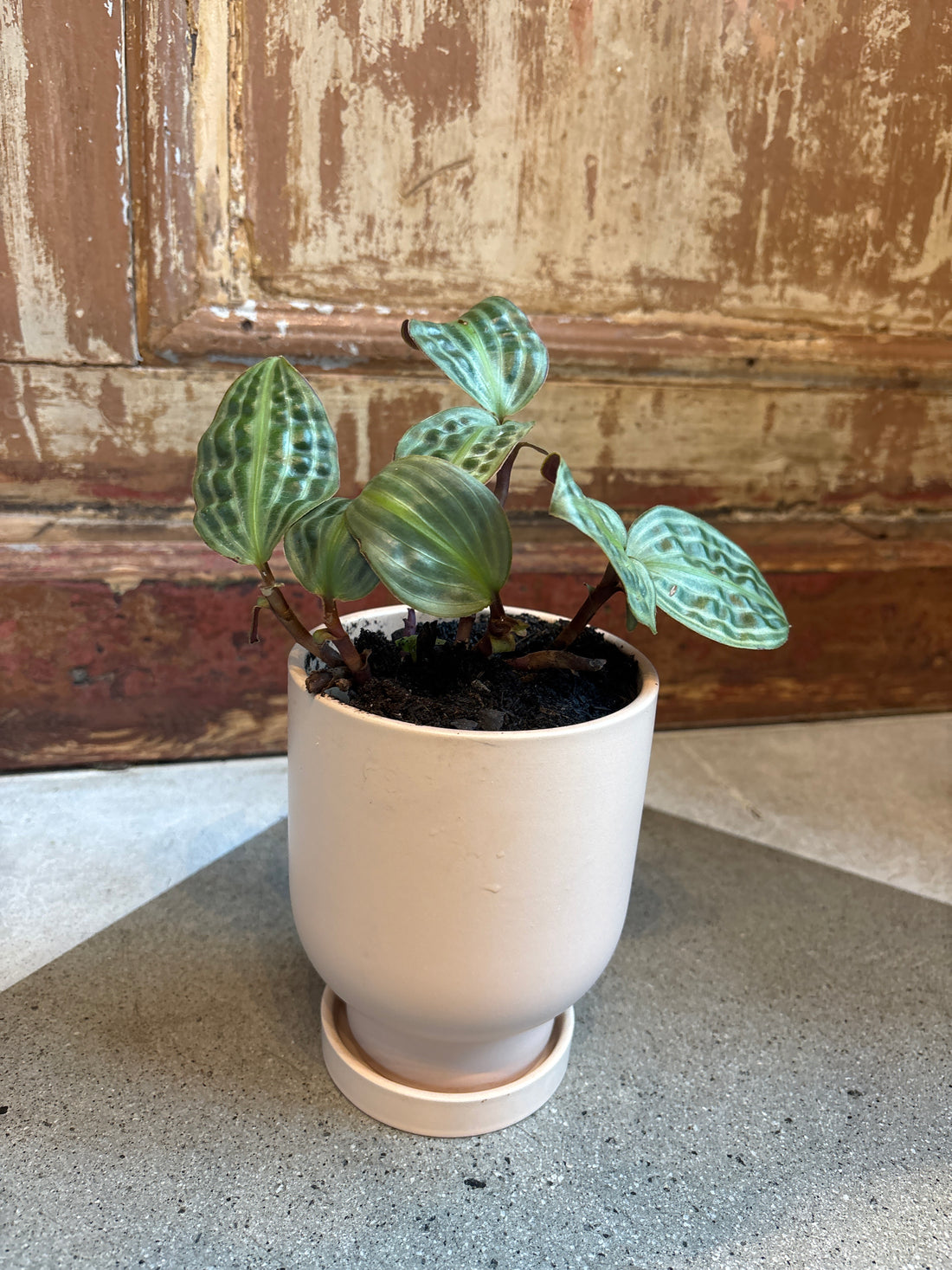 Seersucker Plant in Pink Pot with Saucer