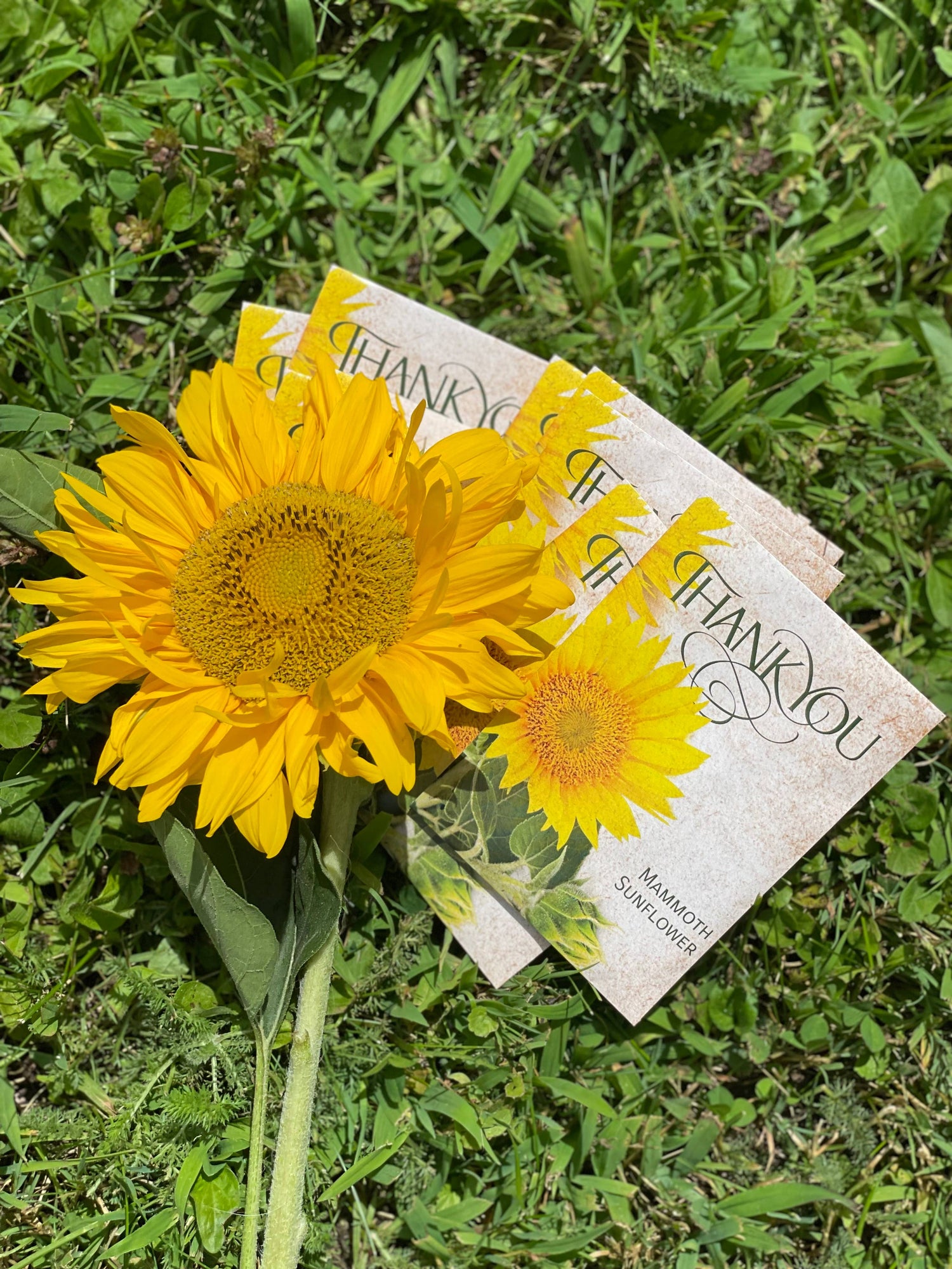 Thank You - Mammoth Sunflower