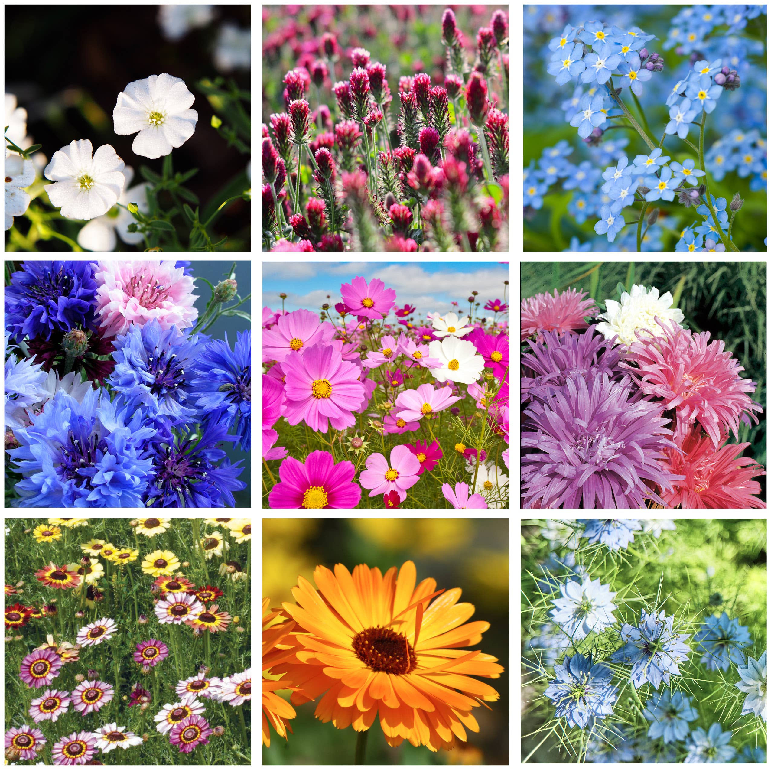 LOVE - Bouquet Wildflower Seed Packet