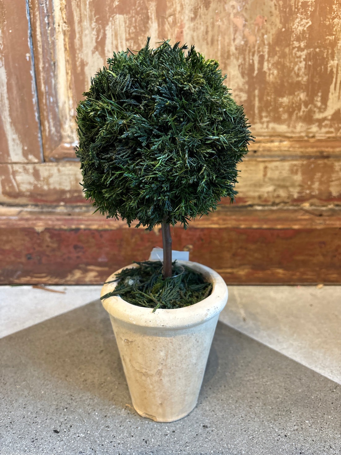 Cypress Ball Topiary
