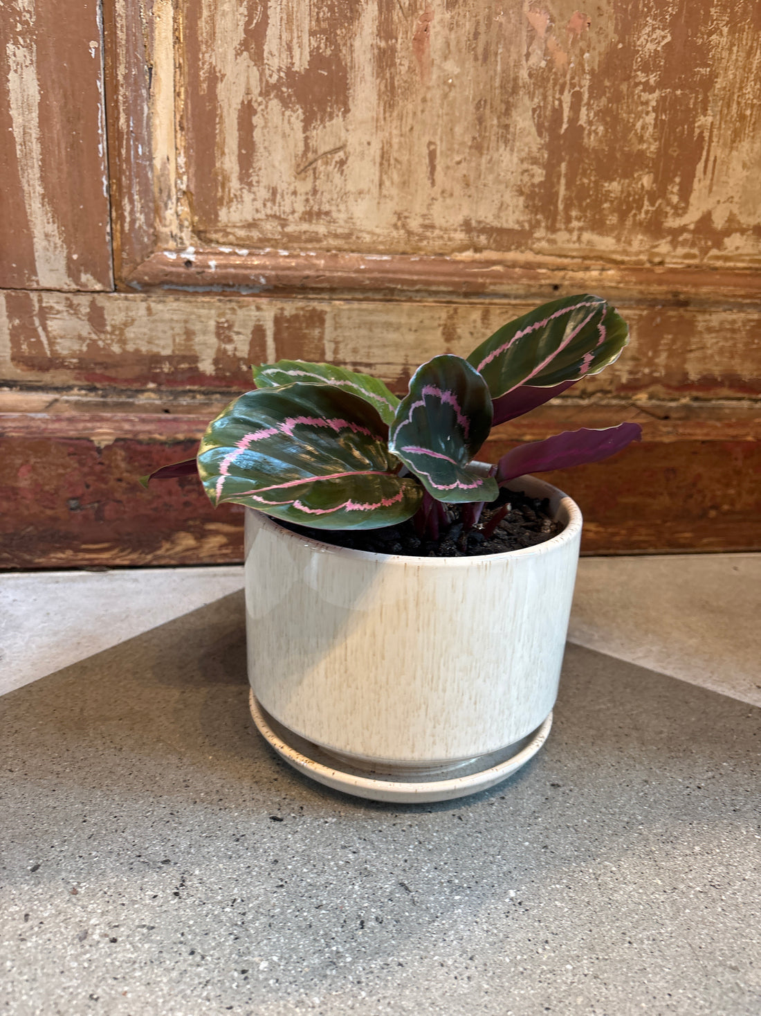 Peacock Plant in Pot with Saucer