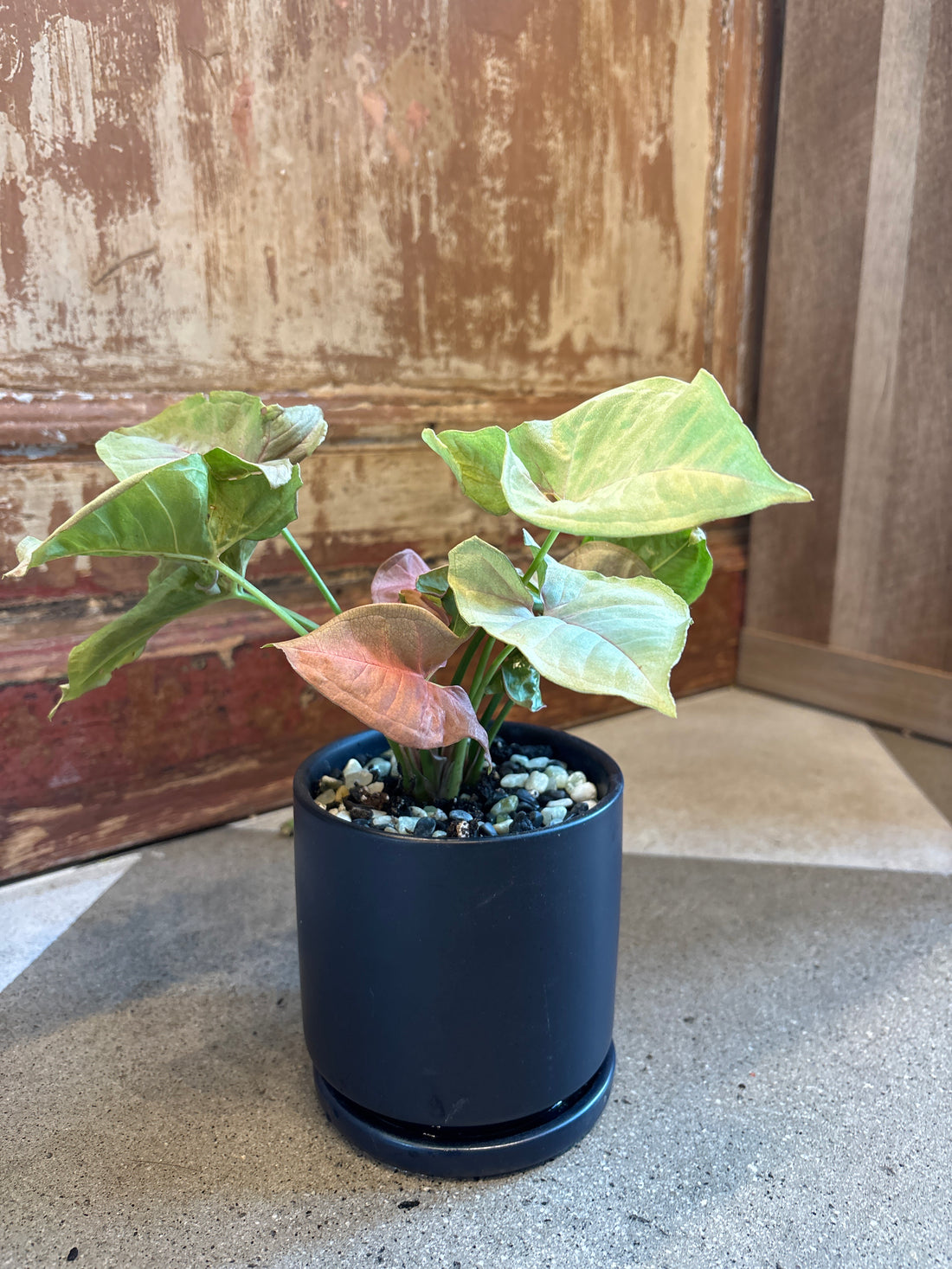 Pink Syngonium in Navy Pot w Drainage Saucer
