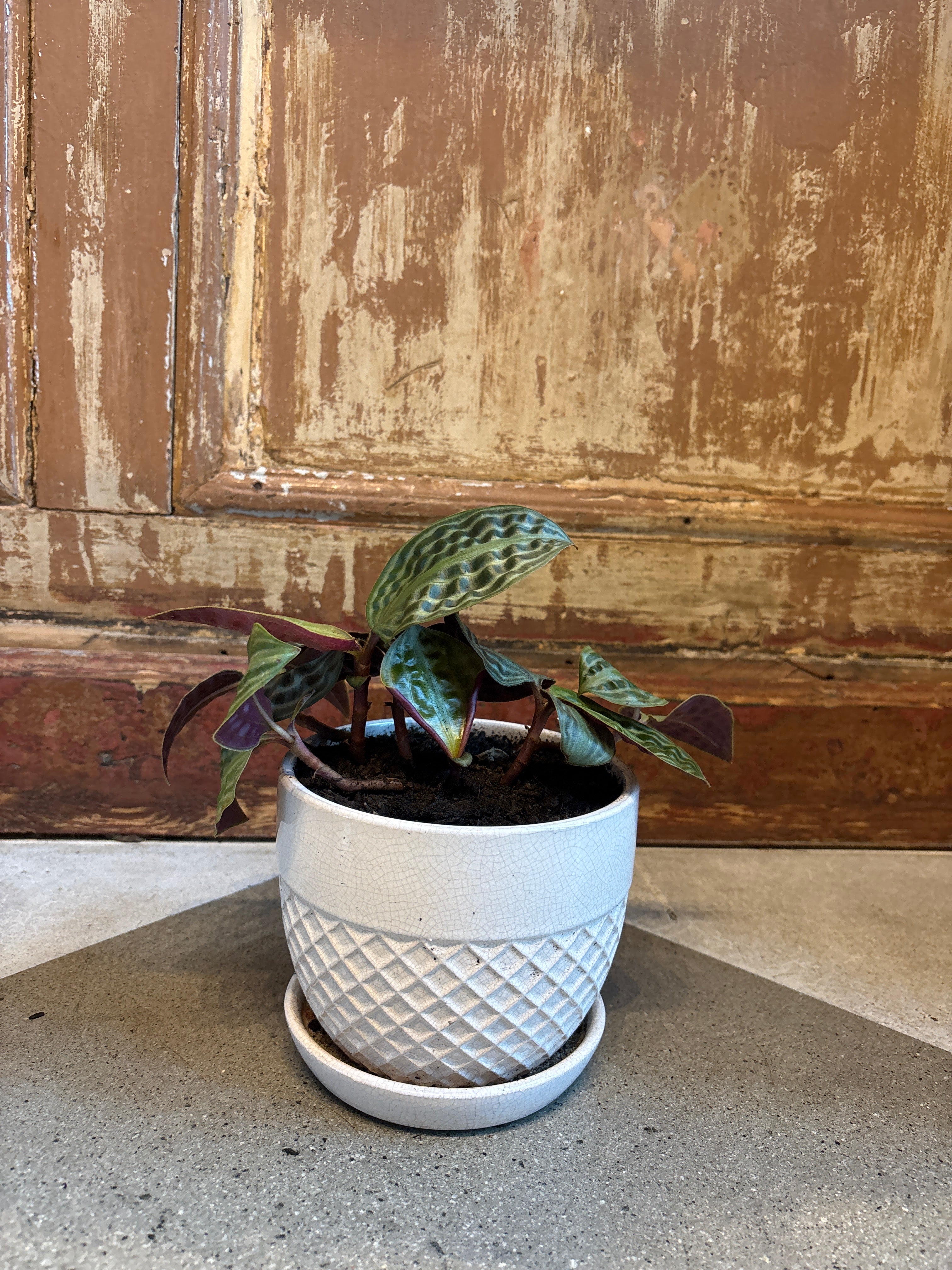 Seersucker Plant in Speckled Pot with Drainage
