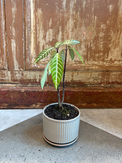 Zebra Plant in Striped Pot with Saucer