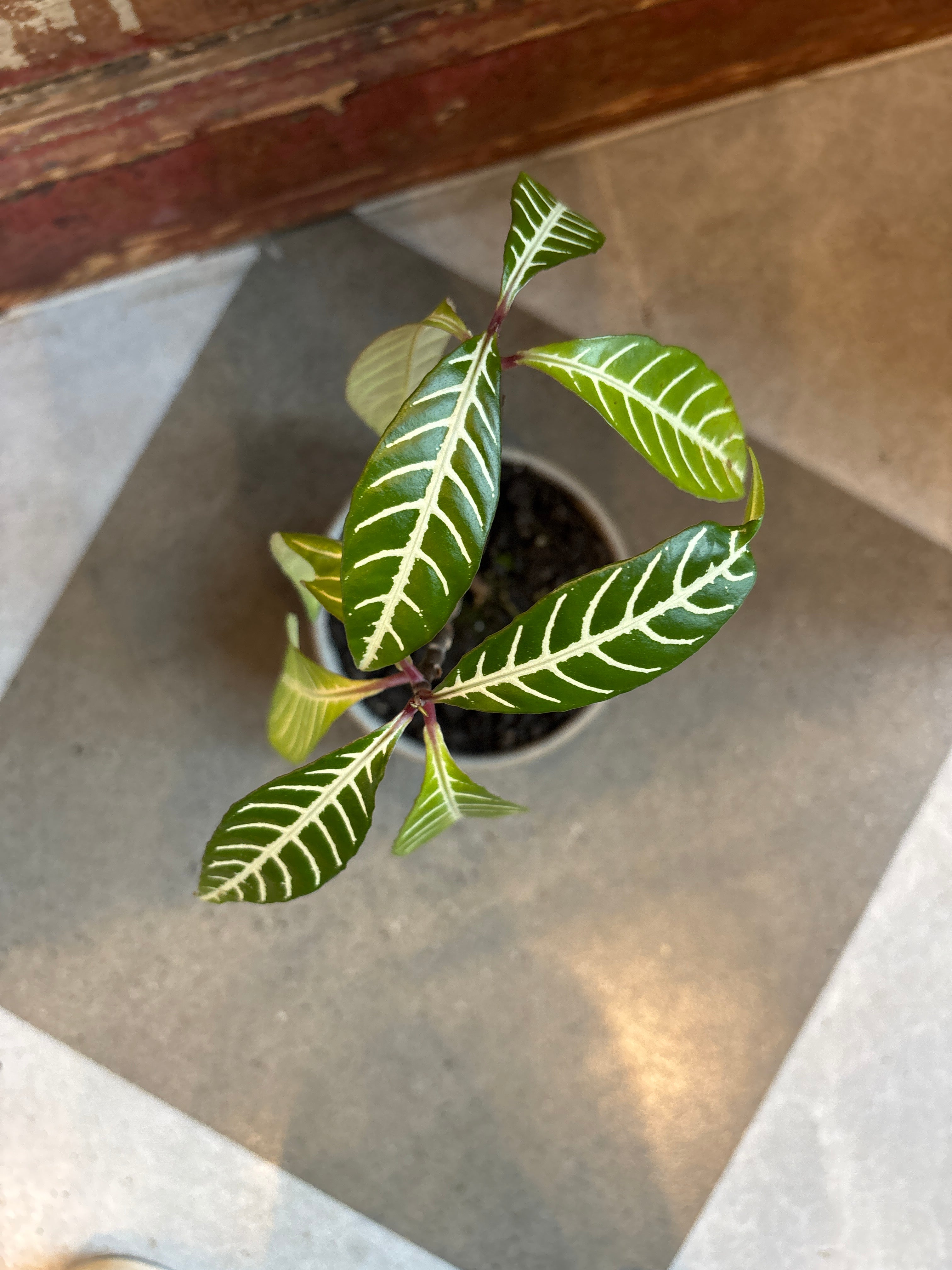 Zebra Plant in Striped Pot with Saucer