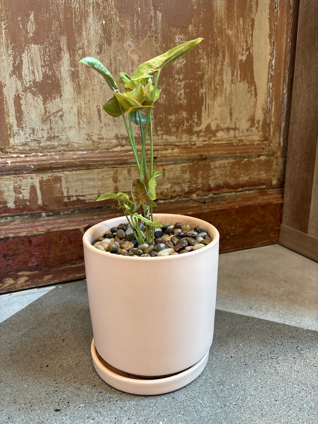 Syngonium Live Plant in Pink Pot-Arrowhead Plant