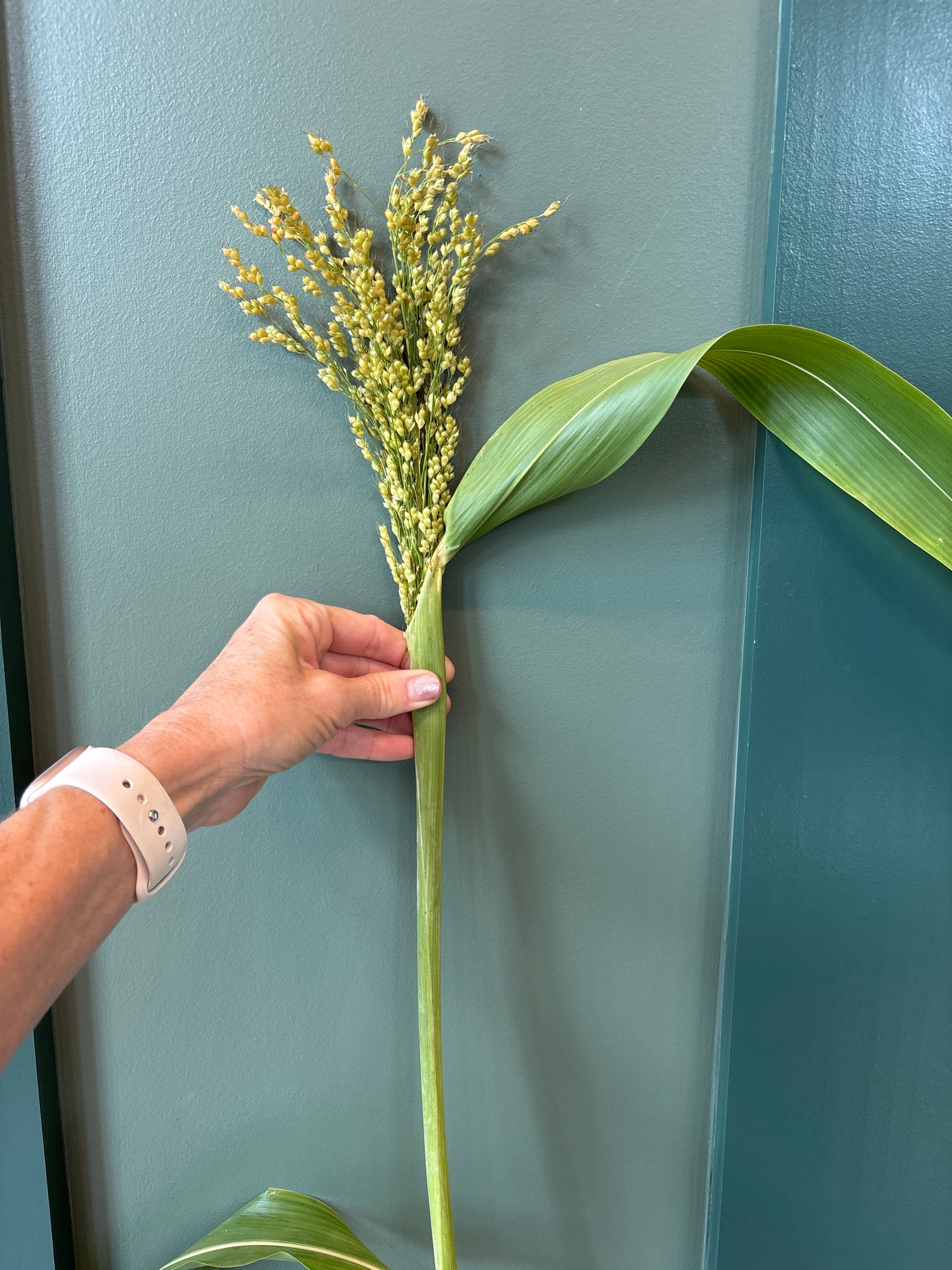 Broomcorn