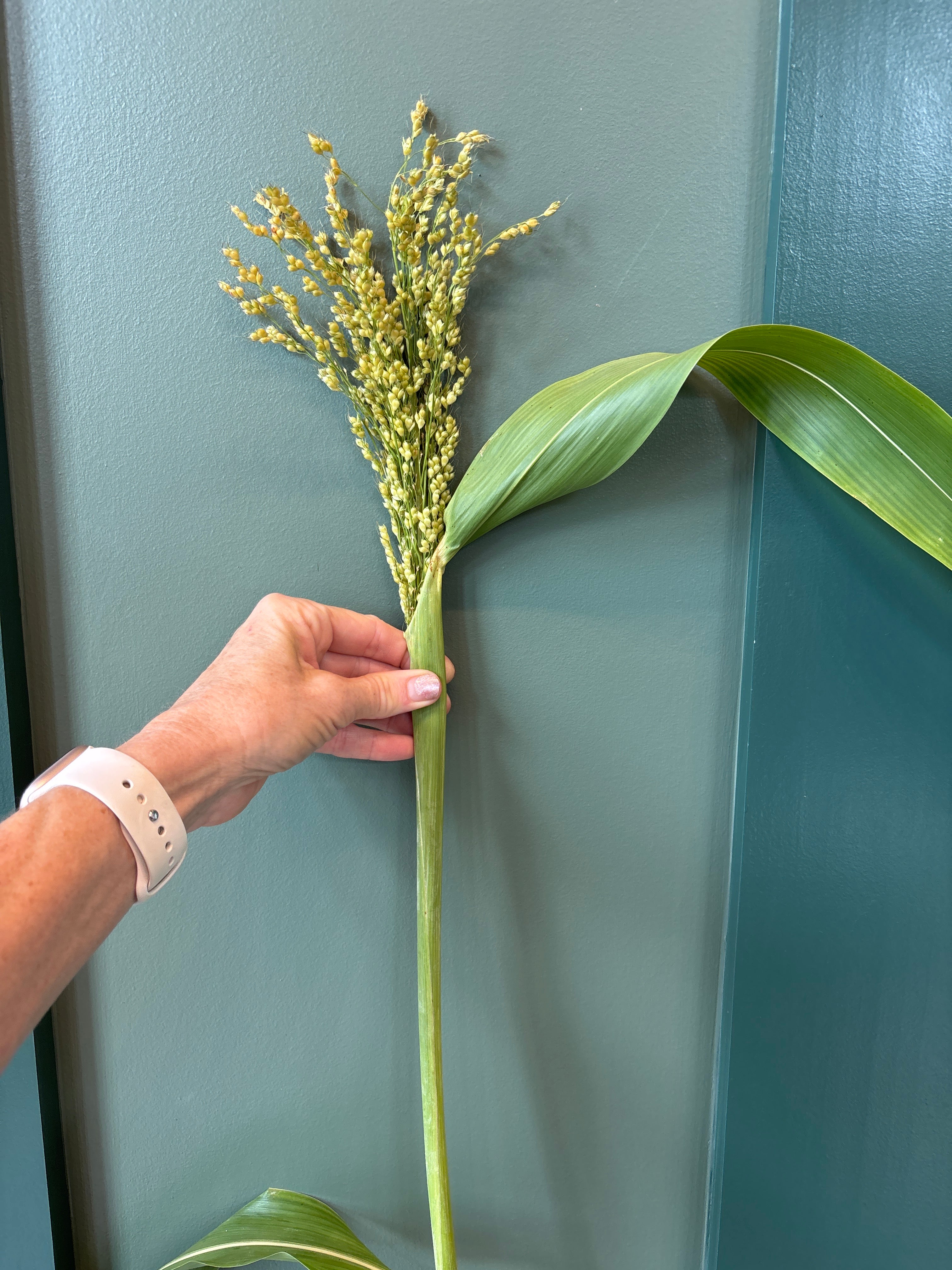 Broomcorn