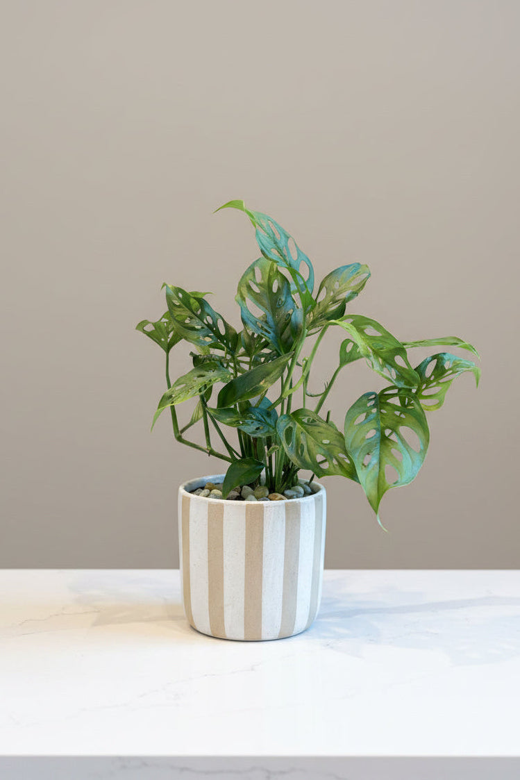 Swiss Cheese Plant in Striped Pot