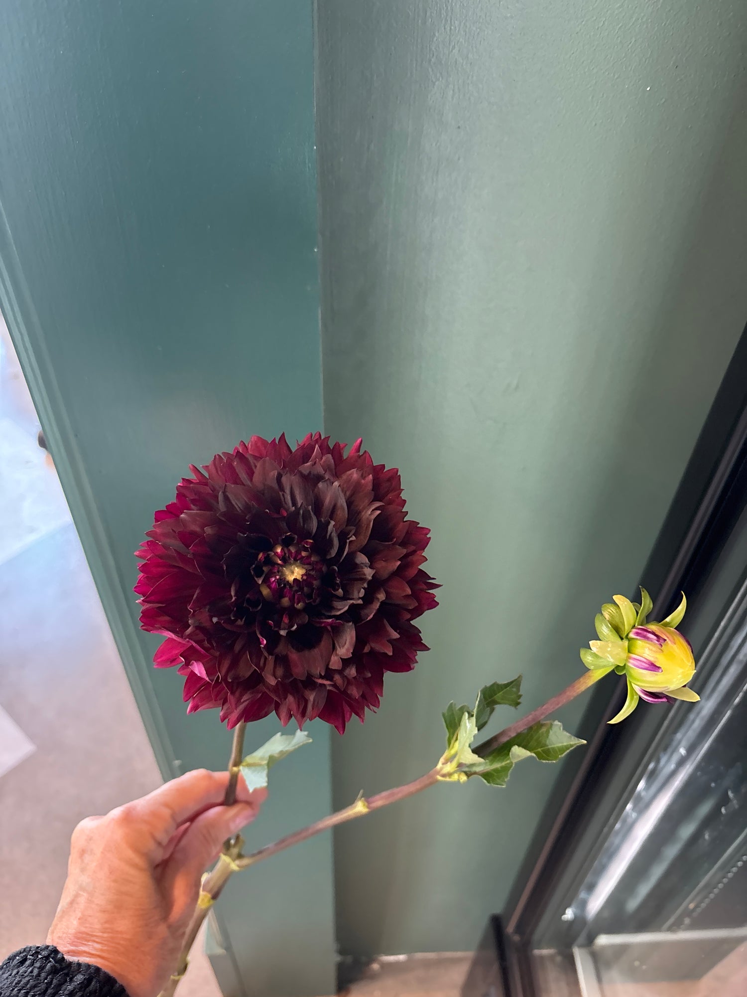 Farm Fresh Dahlias - LFF- Large
