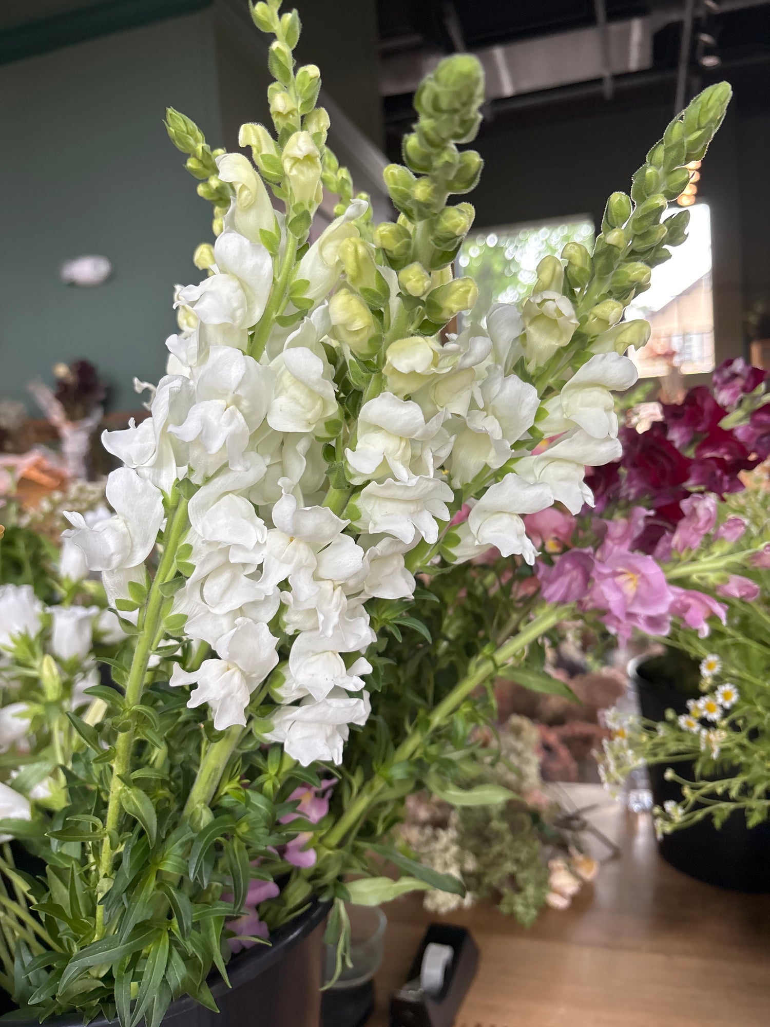 Farm Fresh Snapdragon