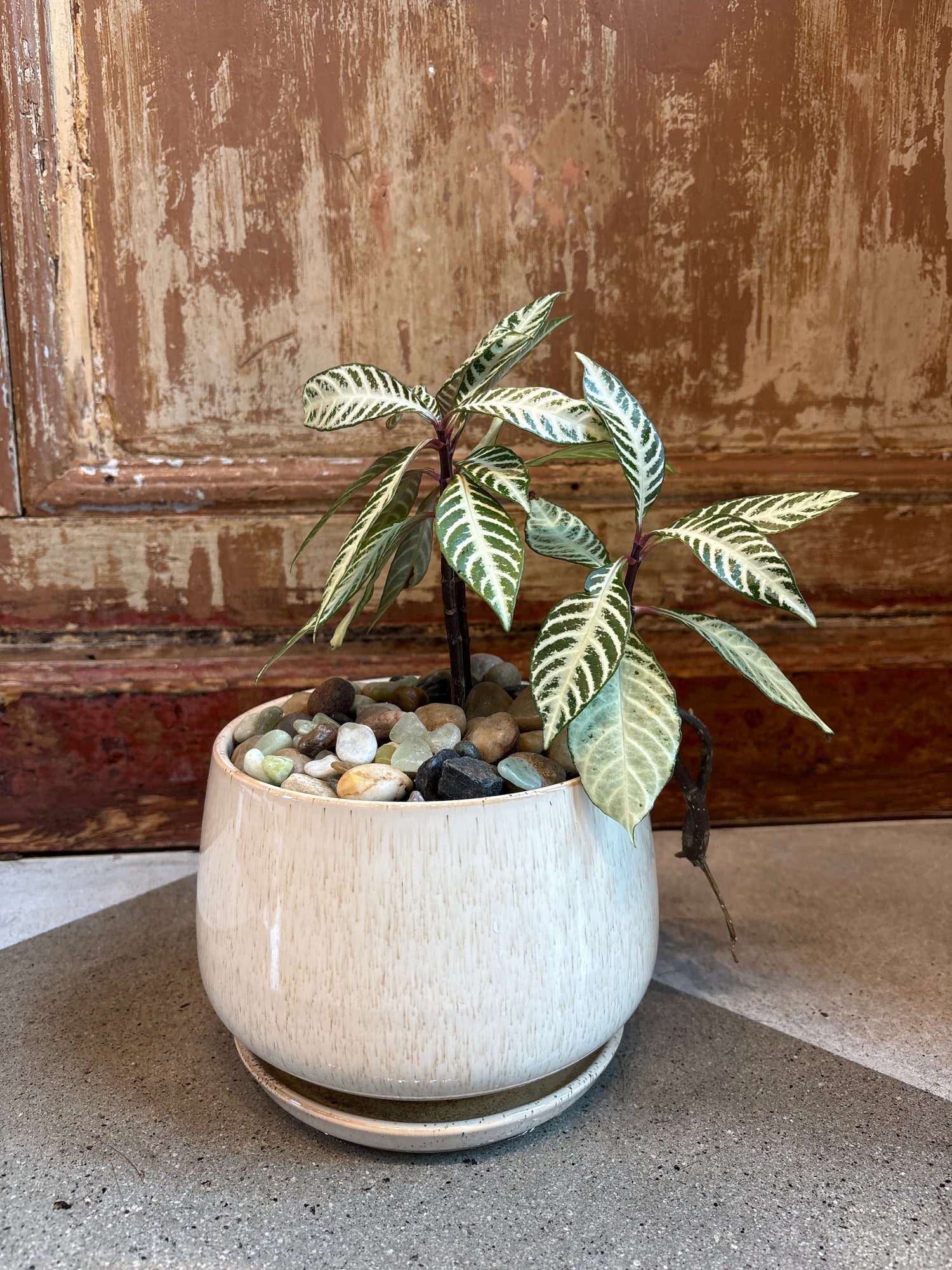 Zebra Plant in Deluxe Pot
