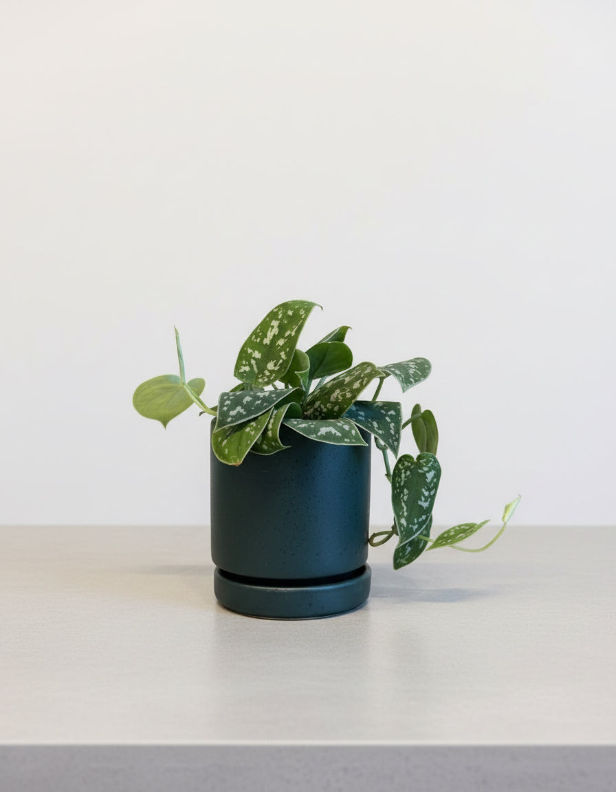 Pothos satin in pot