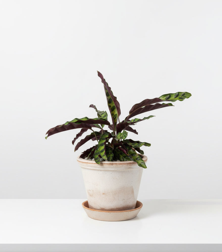 Calathea Rattlesnake Plant in Pot