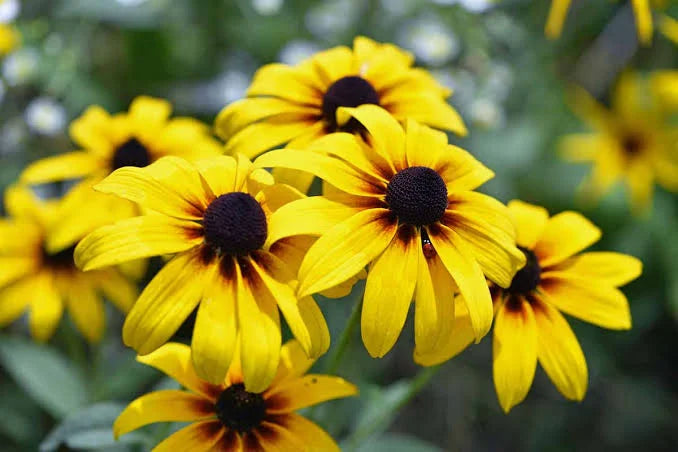 Farm Fresh Black- Eyed Susan
