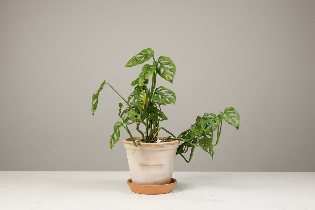 Monstera Swiss Cheese Plant in Pot