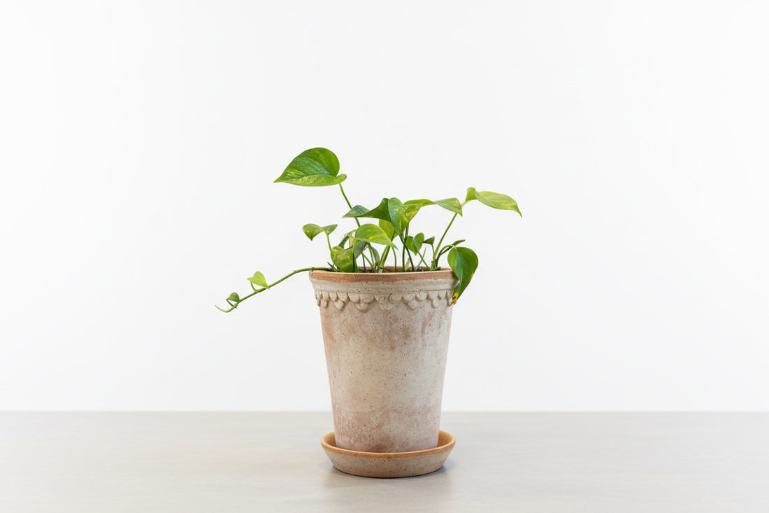 Pothos plant in pot