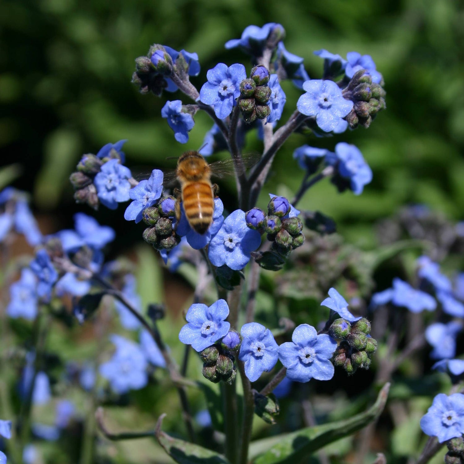 Beloved Friend - Forget Me Not Seed Packet